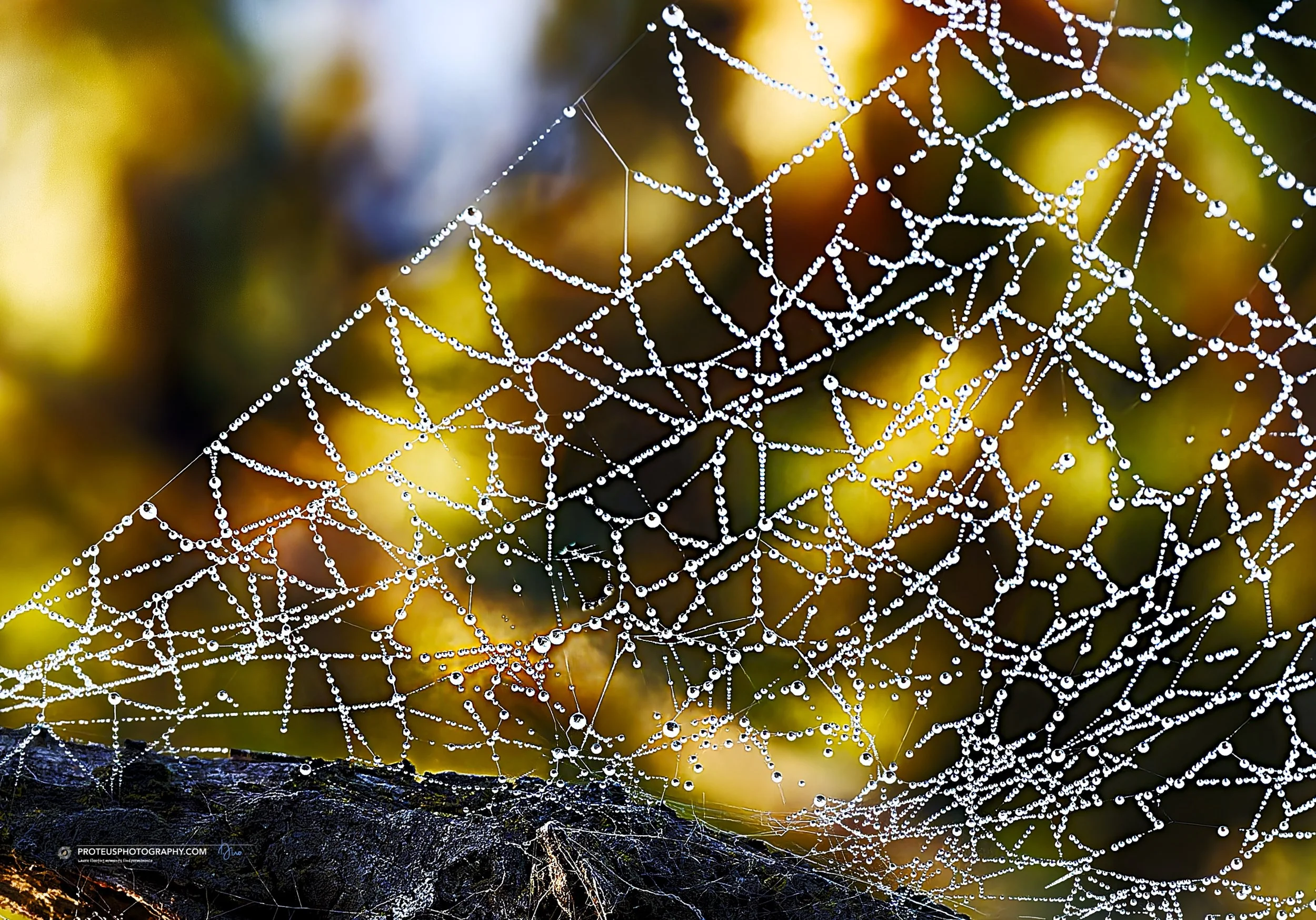 When your interior designer is a spider with a penchant for "bejeweled" aesthetics. This web isn&rsquo;t just a trap; it&rsquo;s a high-fashion statement dripping in morning dew.

The insight here? Even the most calculated traps can look li