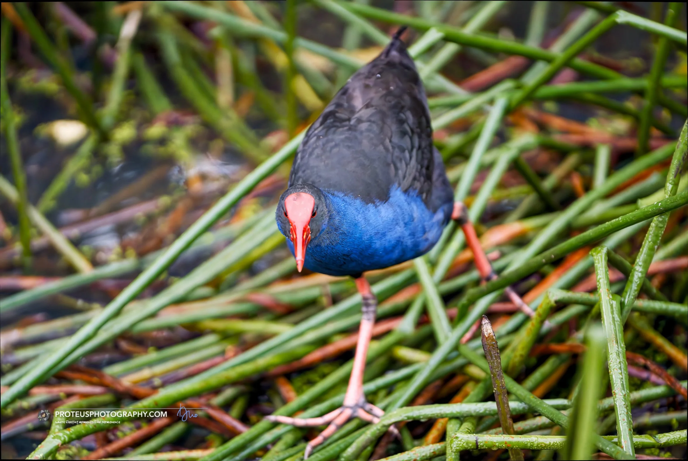Weekday Morning Corporate Grind ☕️🏃&zwj;♂️ ... even the local Purple Swamphen is just a working professional trying to survive the daily commute

#PurpleSwamphen #BirdPhotography #WildlifePhotography #AustralianBirds #BirdWatching #NatureLovers #Awk