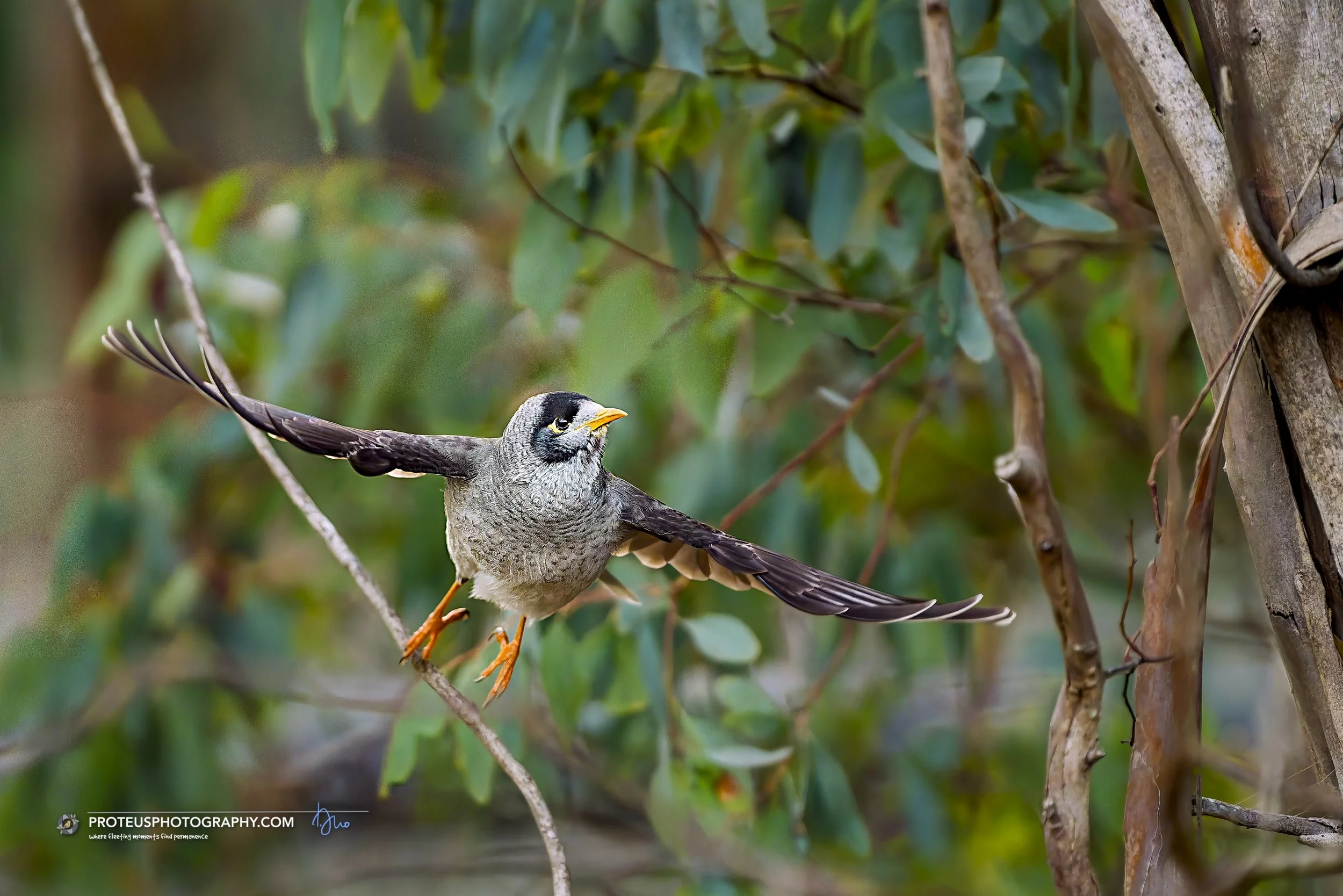 the noisy miner version of realising you left the oven on. We've all been there.

#BirdPhotography #NatureInMotion #WildlifePhotography #proteusphotography
