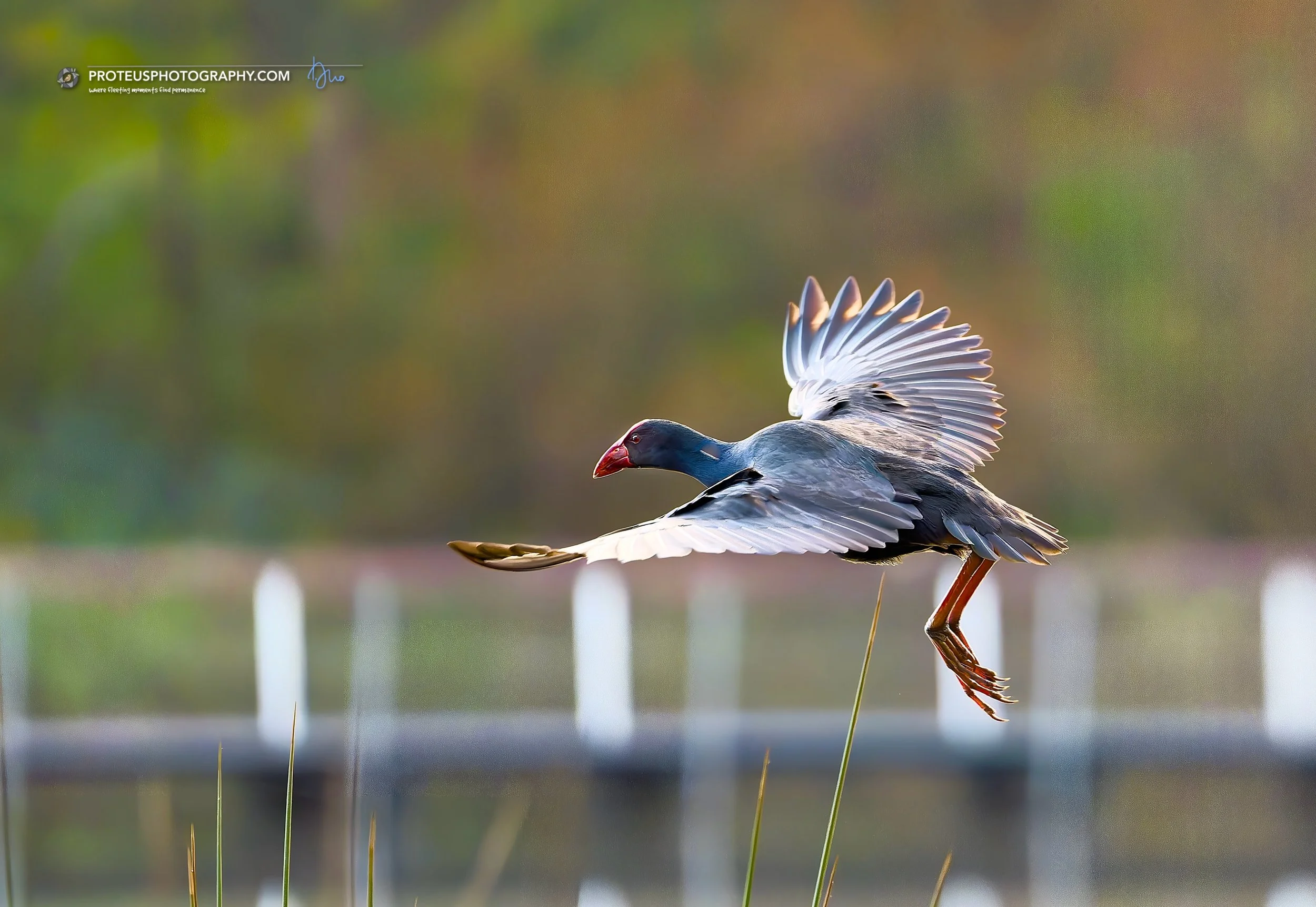 Sometimes you have to spread your wings and let the backlighting reveal your hidden sparkles. Insight from the marsh with the Swamphen (Porphyrio porphyrio)!

#BirdPhotography #NatureInMotion #WildlifePhotography #PhotographyLife #ProteusPhotography
