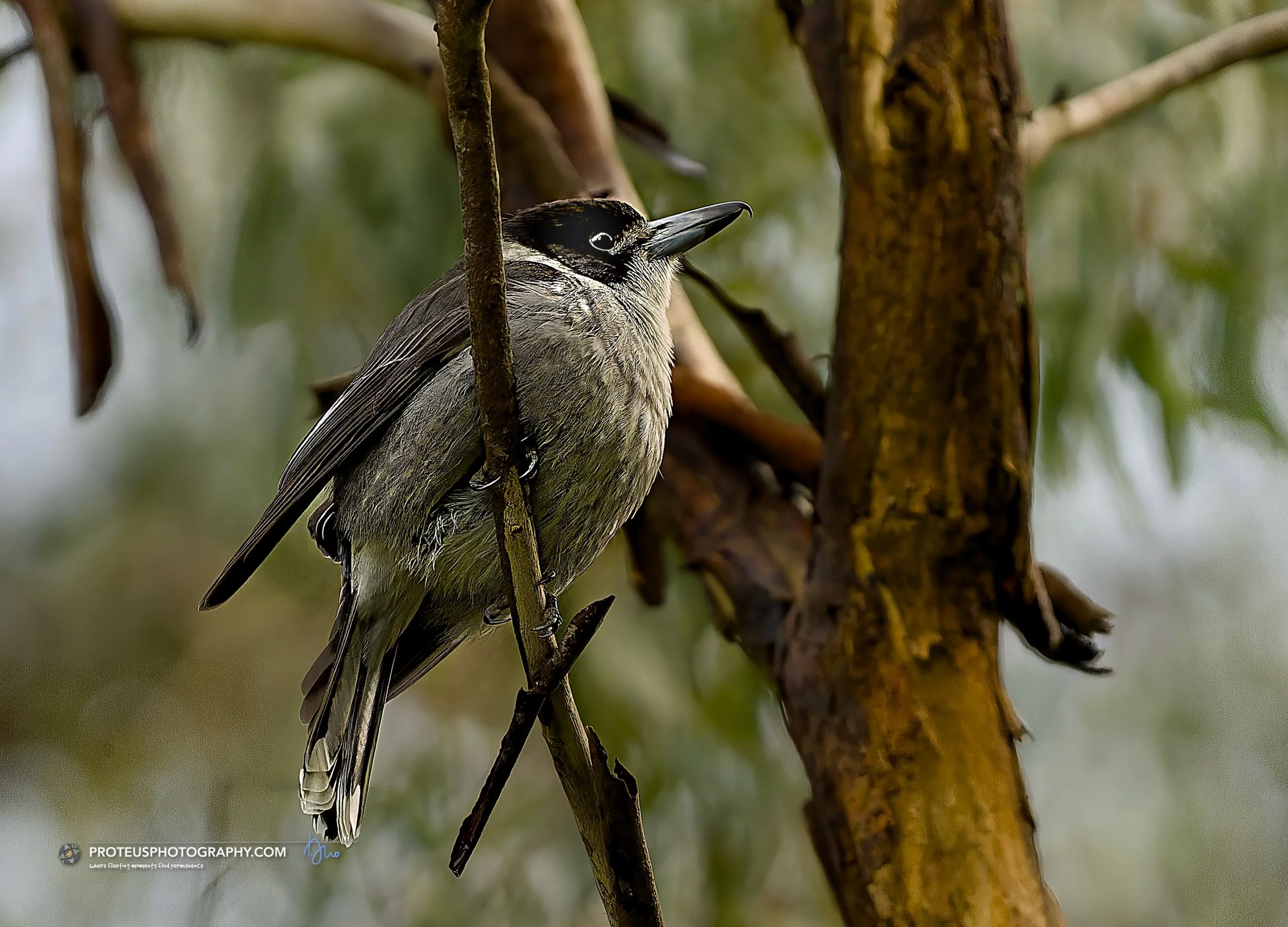 Perspective is everything. 🍃

Caught this local resident, butcher bird, is taking a moment to survey the canopy. Whether in the wild or in our own daily routines, it&rsquo;s amazing what you can learn when you simply stop to observe.

#ProteusPhotog