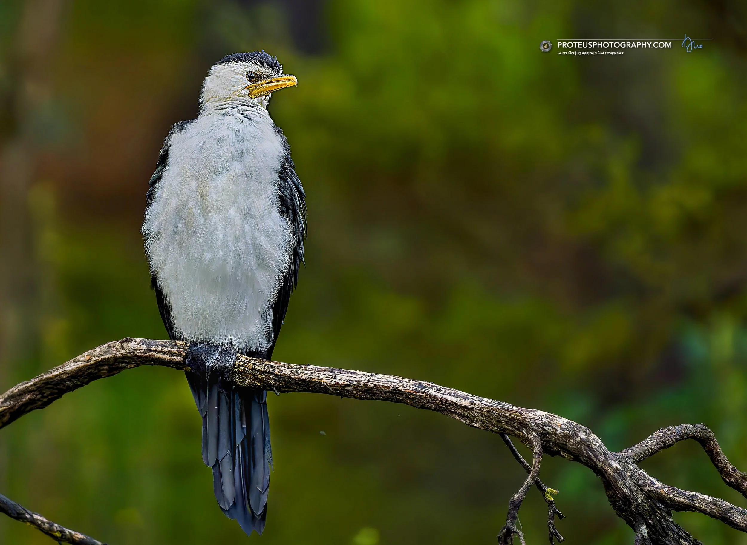 Perched with purpose. 🌿

While most of the world rushes by, the Little Pied Cormorant reminds us that the best insights often come to those who wait, observe, and keep their focus sharp.

#ProteusPhotography #NatureInFocus #BirdPhotography #Wildlife