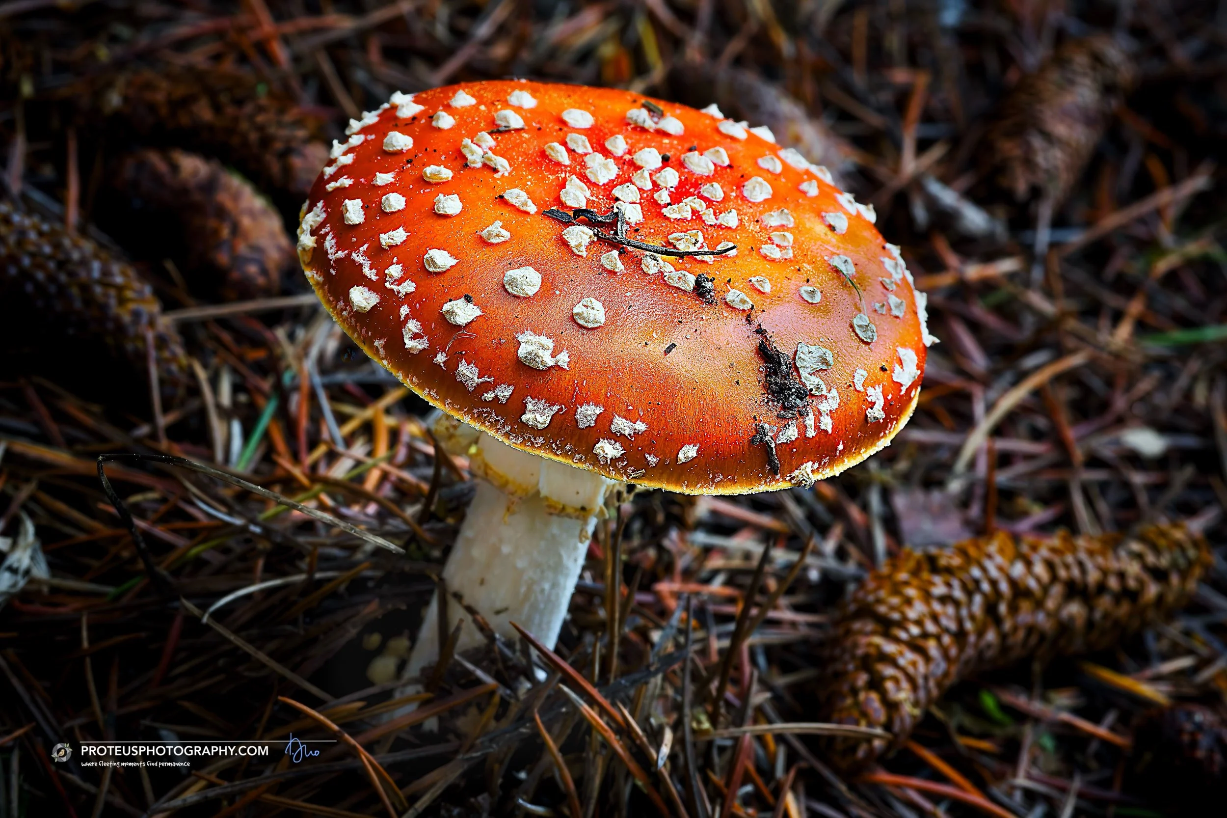 This mushroom looks exactly like the emoji or something Mario would jump on for extra health. It is the Fly Agaric (Amanita muscaria) that is strictly a "look, don&rsquo;t eat" situation. BTW, the white spots aren&rsquo;t just for decoratio