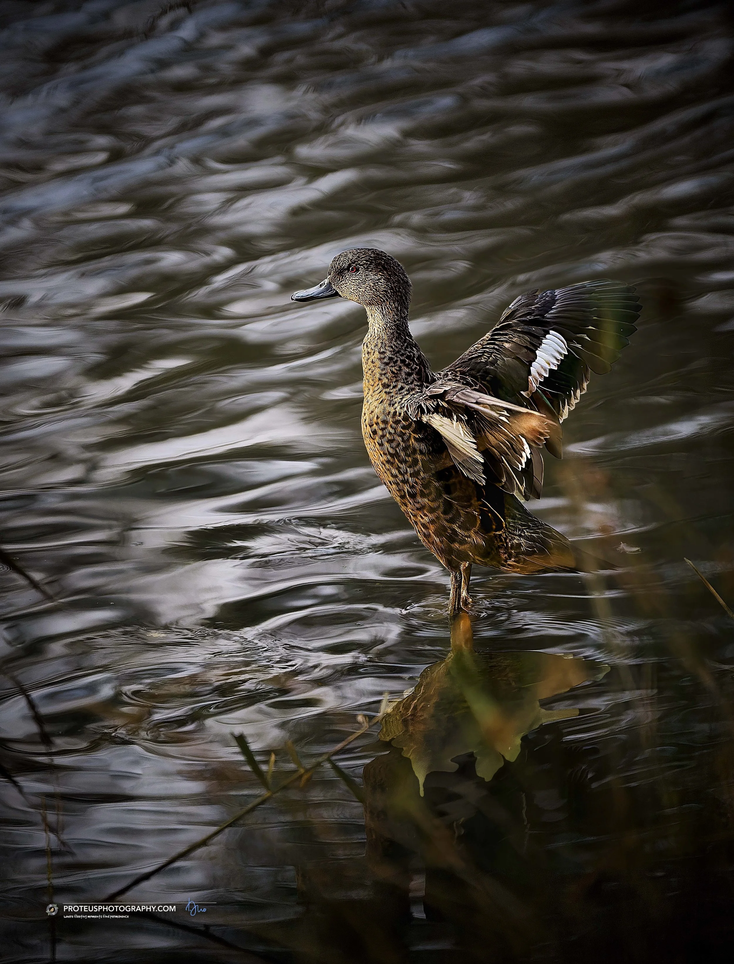 Finding your balance in a constantly shifting world is a delicate art. It requires poise, focus, and the sudden realization that you might have left the stove on.

Sometimes you just have to stand tall, stretch your wings.

#ProteusPhotography #BirdP