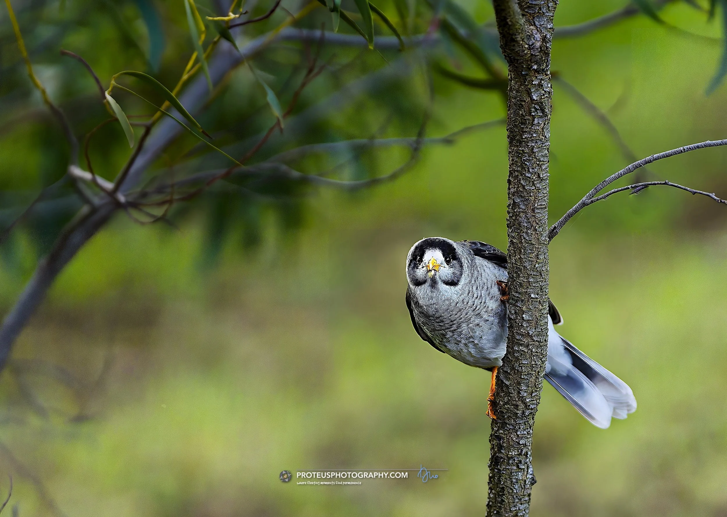 They say to always look at life from a fresh angle. What they don't tell you is that sometimes a fresh angle makes you look like a tiny, feathered judge assessing someone&rsquo;s questionable life choices.

Perspective is everything. If you focus har