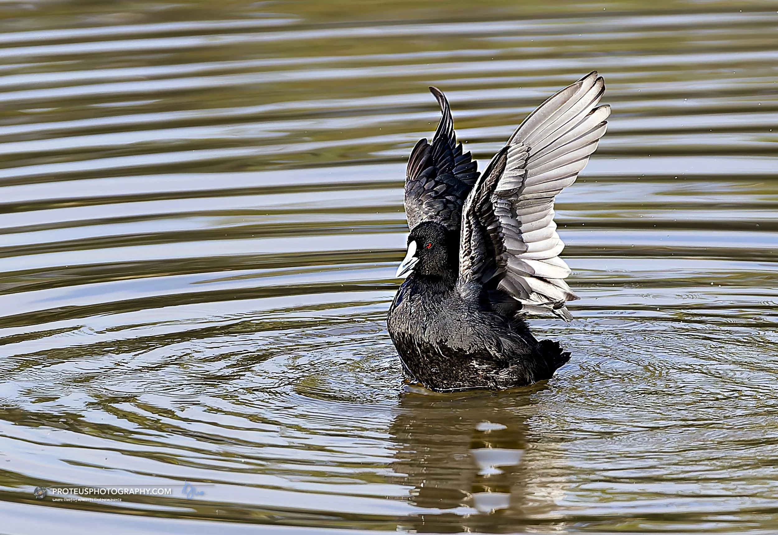 When you want to do a majestic swan dive but remember you&rsquo;re a Eurasian Coot with a reputation to uphold. 🦢❌

In all seriousness, there is something deeply fascinating about watching water birds shake off the elements. We often talk about crea
