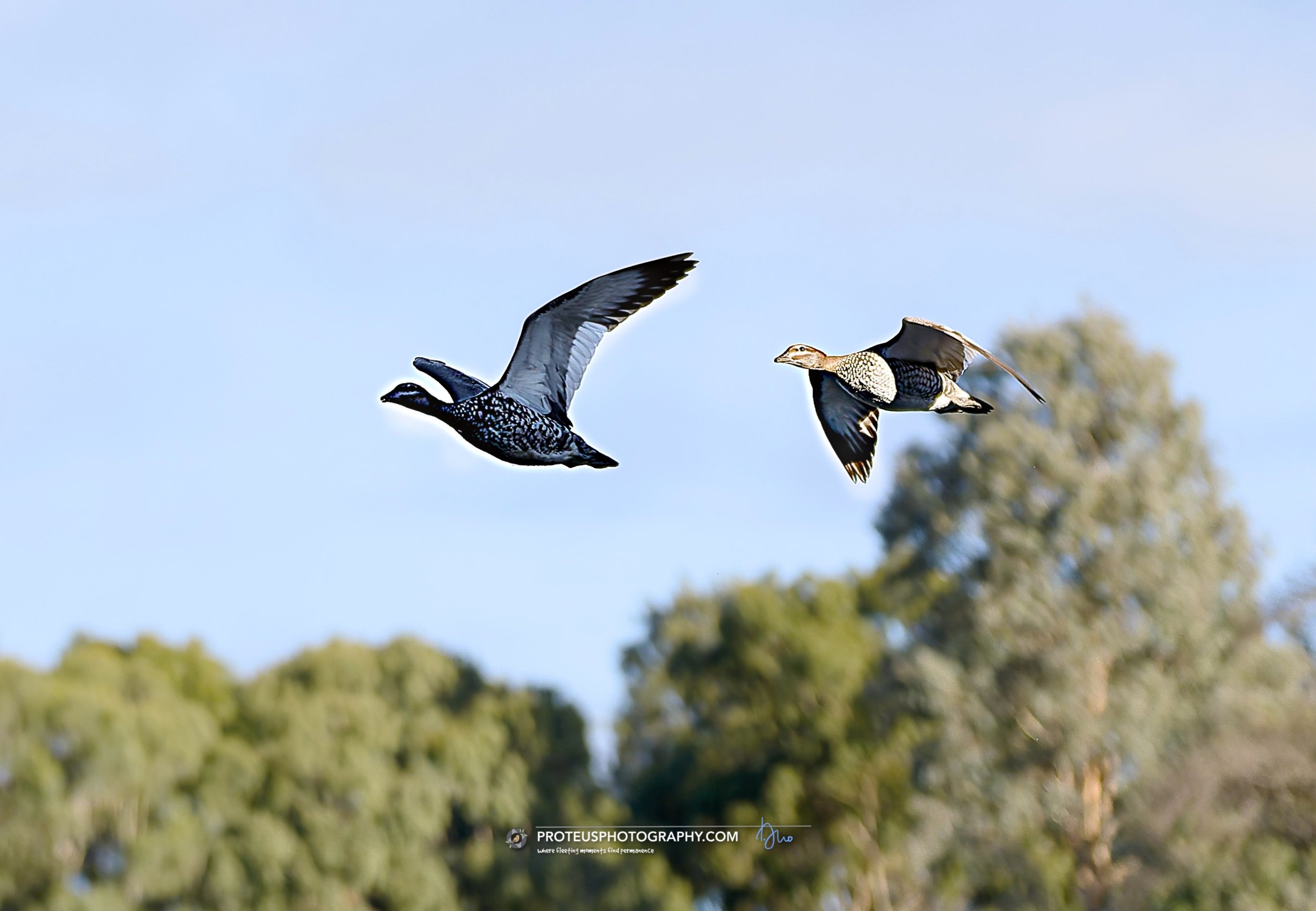 "I don't care what Google Maps says, Greg, we are definitely going the wrong way." 🗺️✈️

In flight, Australian Wood Ducks are a masterclass in synchronization. Even when they&rsquo;re moving at high speed, they manage to maintain a beautif