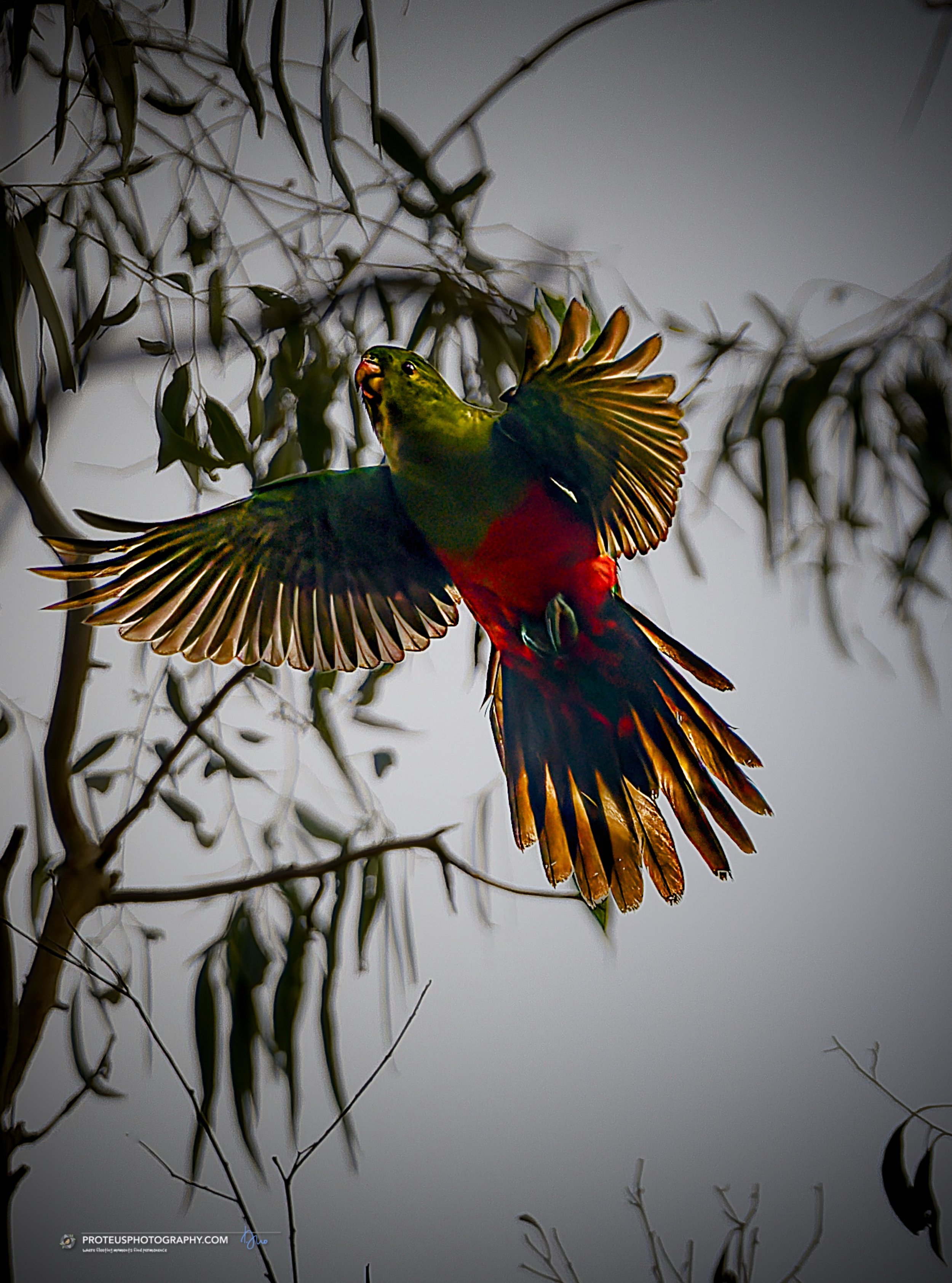 When your outfit is too loud for a quiet forest.

You have to admire the absolute confidence of an Australian King-Parrot, especially in the dark. No subtle earth tones, no trying to hide from predators&mdash;just pure, dramatic flair.

It&rsquo;s a 