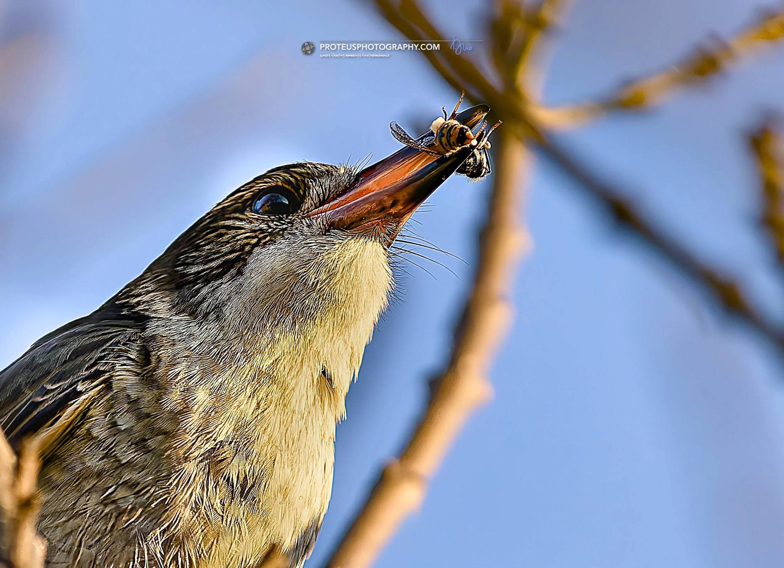 While I'm over here worrying if my coffee is too hot, this Grey Butcherbird (Cracticus torquatus) is casually managing a live, buzzing, venom-packed snack like it&rsquo;s nothing more than a peanut. Nature doesn't do "easy mode"&mdash;it ju