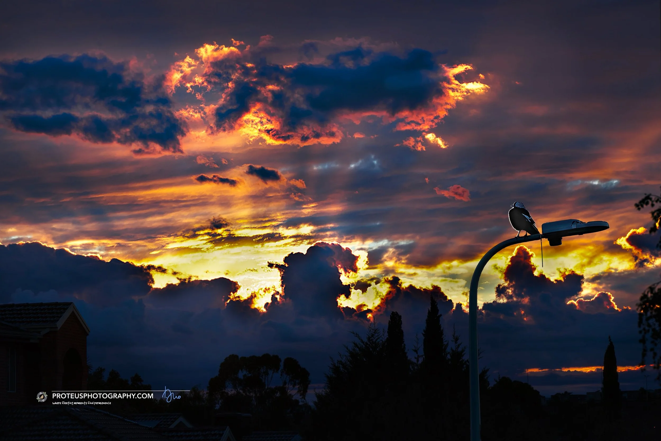 Everyone is watching the sunrise, birds included... well, one of them. What a stunning start to the day!

#beautifulsunrise #morningmagic #australiannature #magpiesofinstagram #dawn #photography
