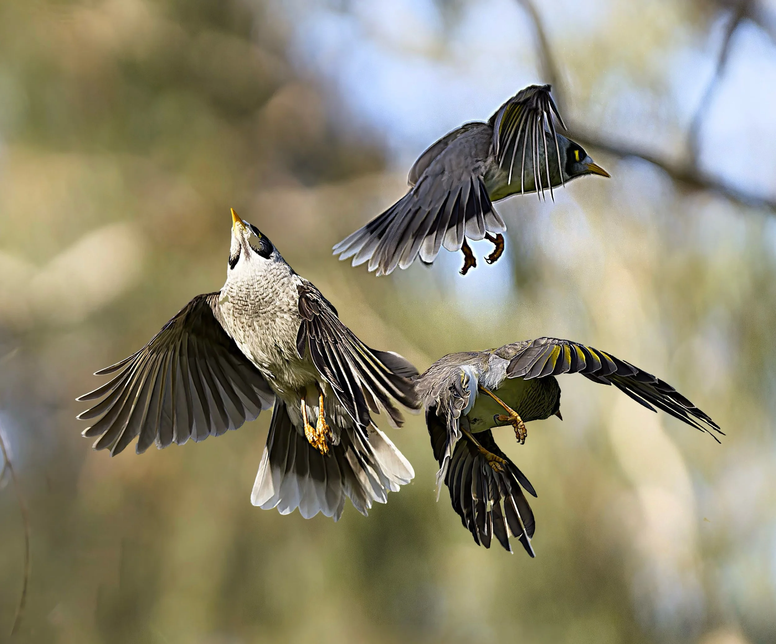 Milestone Reached: Proteus Photography Now Features ~5% of All Australian Bird Species!