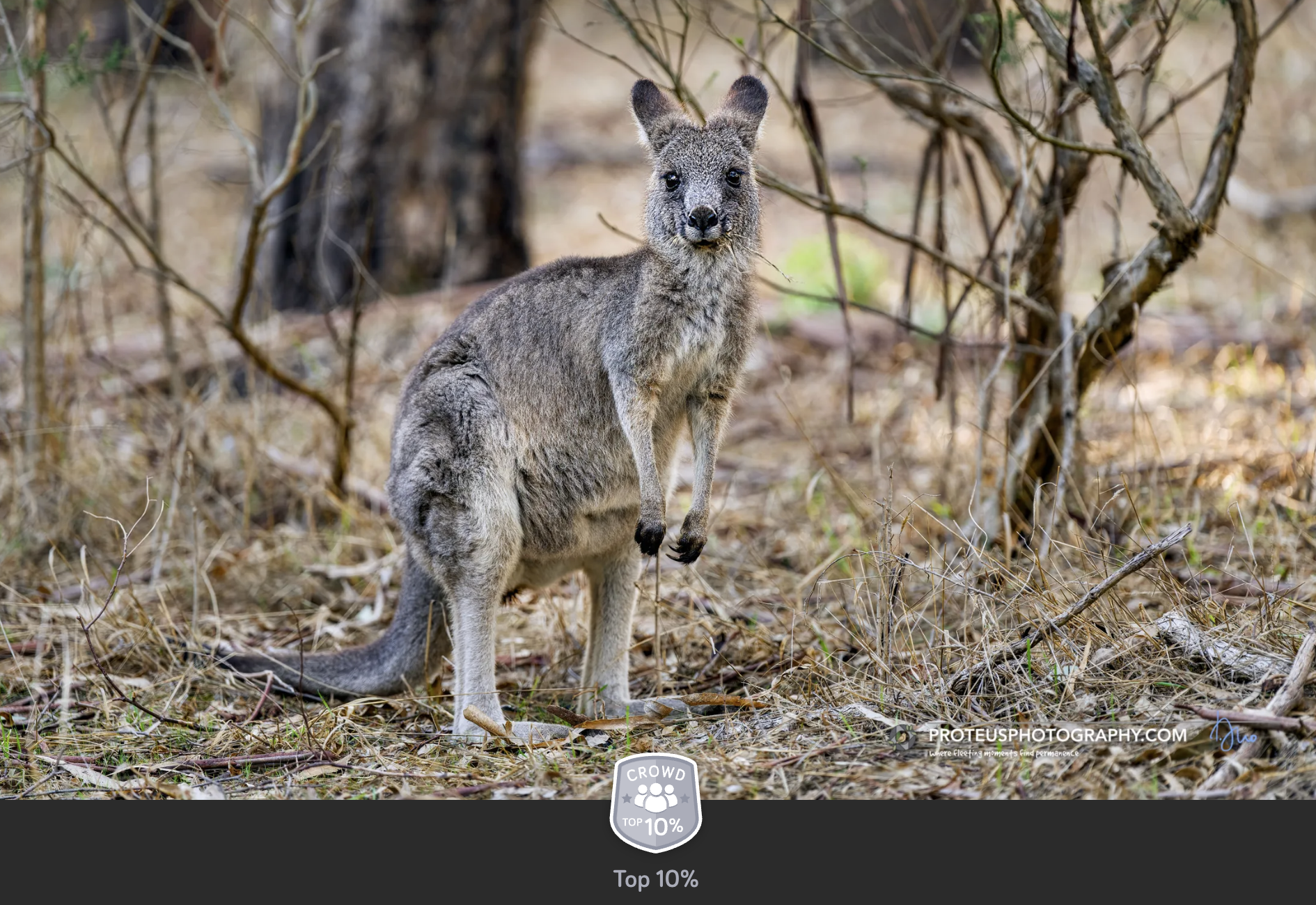 Kangaroo