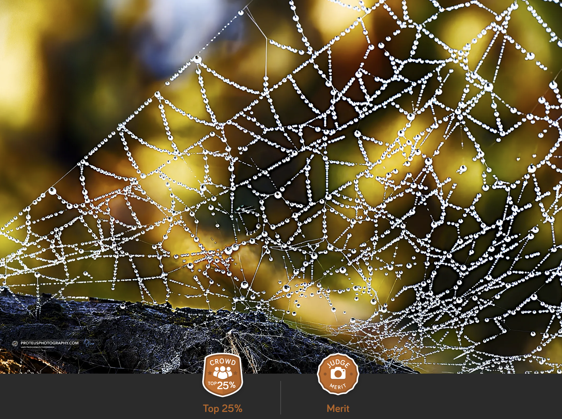Web with Dew
