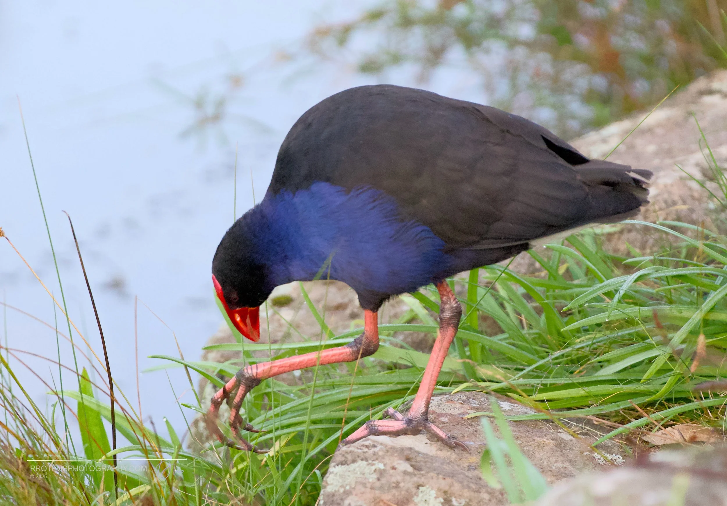 swamphen (porphyrio melanotus), or pūkeko in NZ