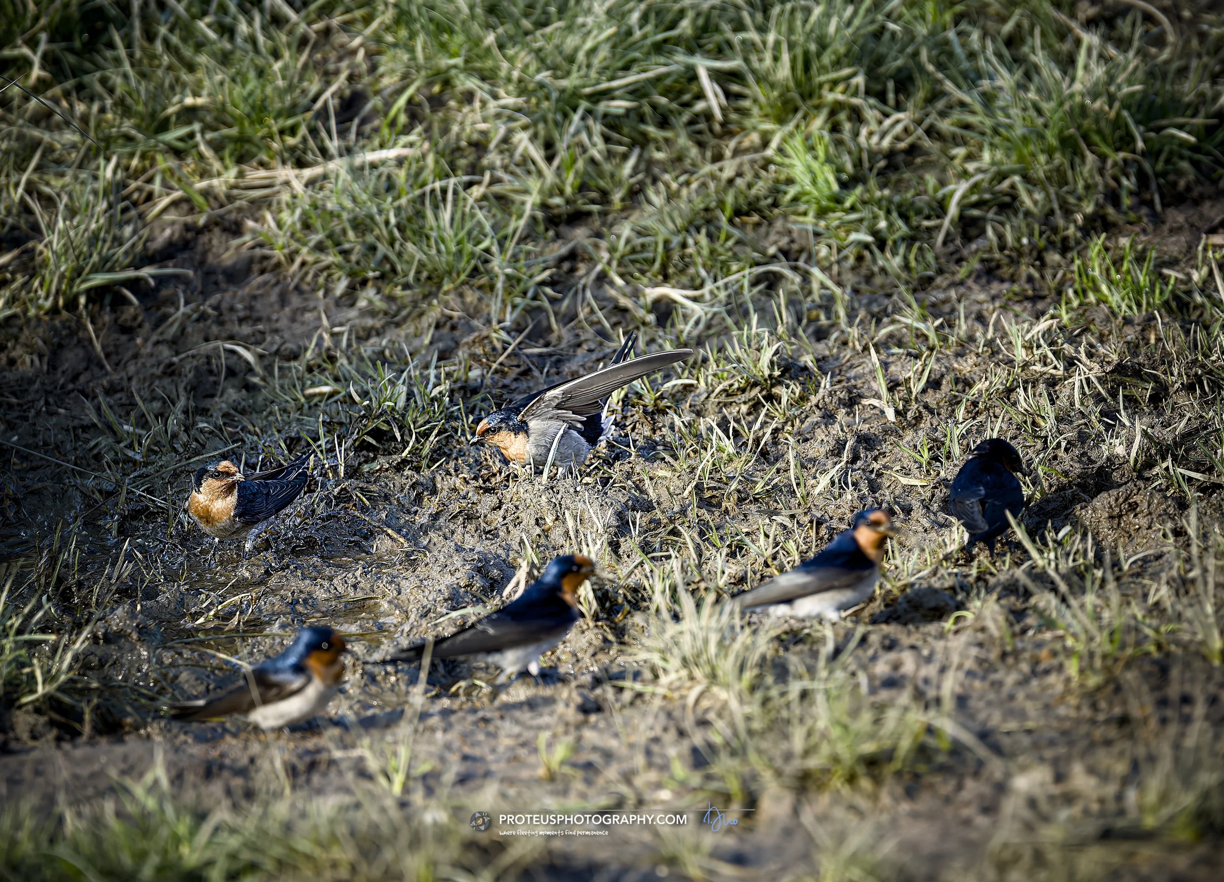 welcome swallow (Hirundo neoxena) 