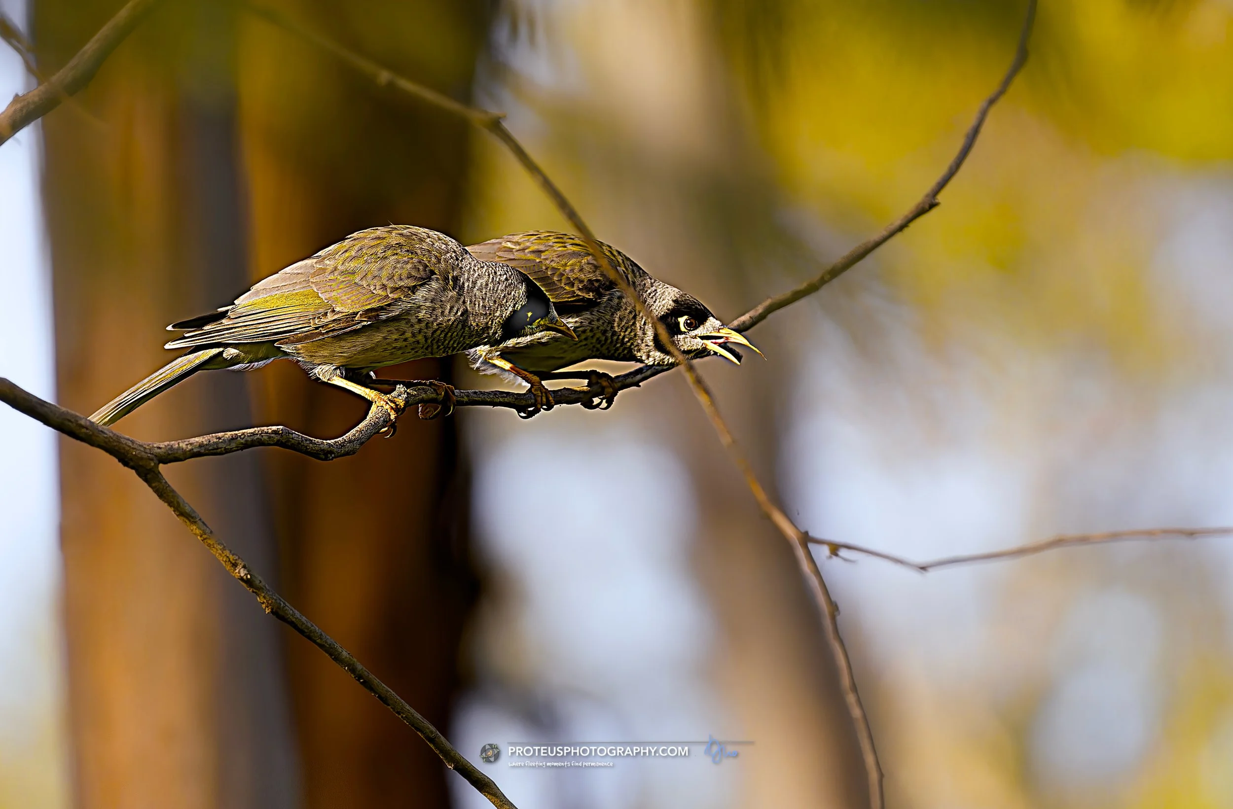 noisy miners excited
