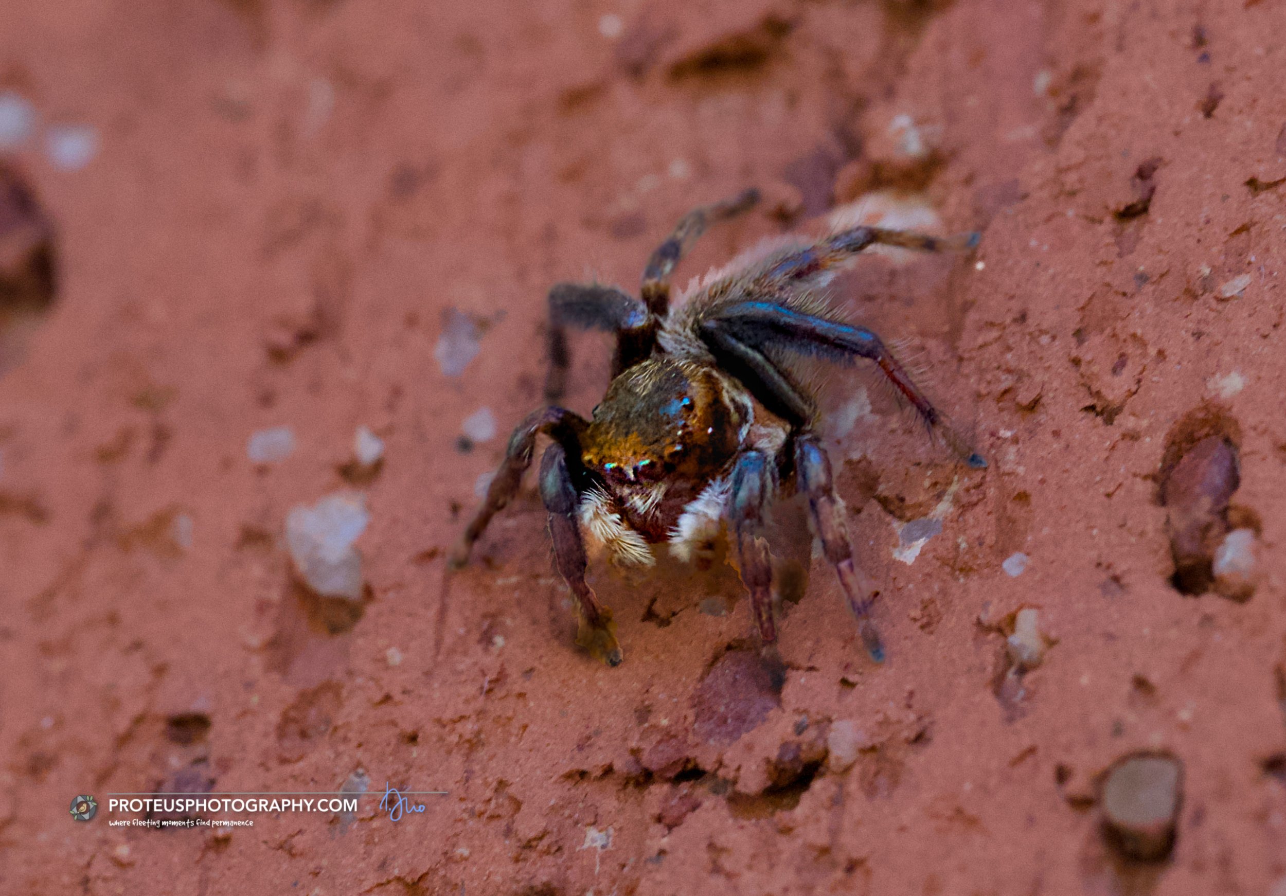 about to pounce, is the adanson's jumping spider (hasarius adansoni)
