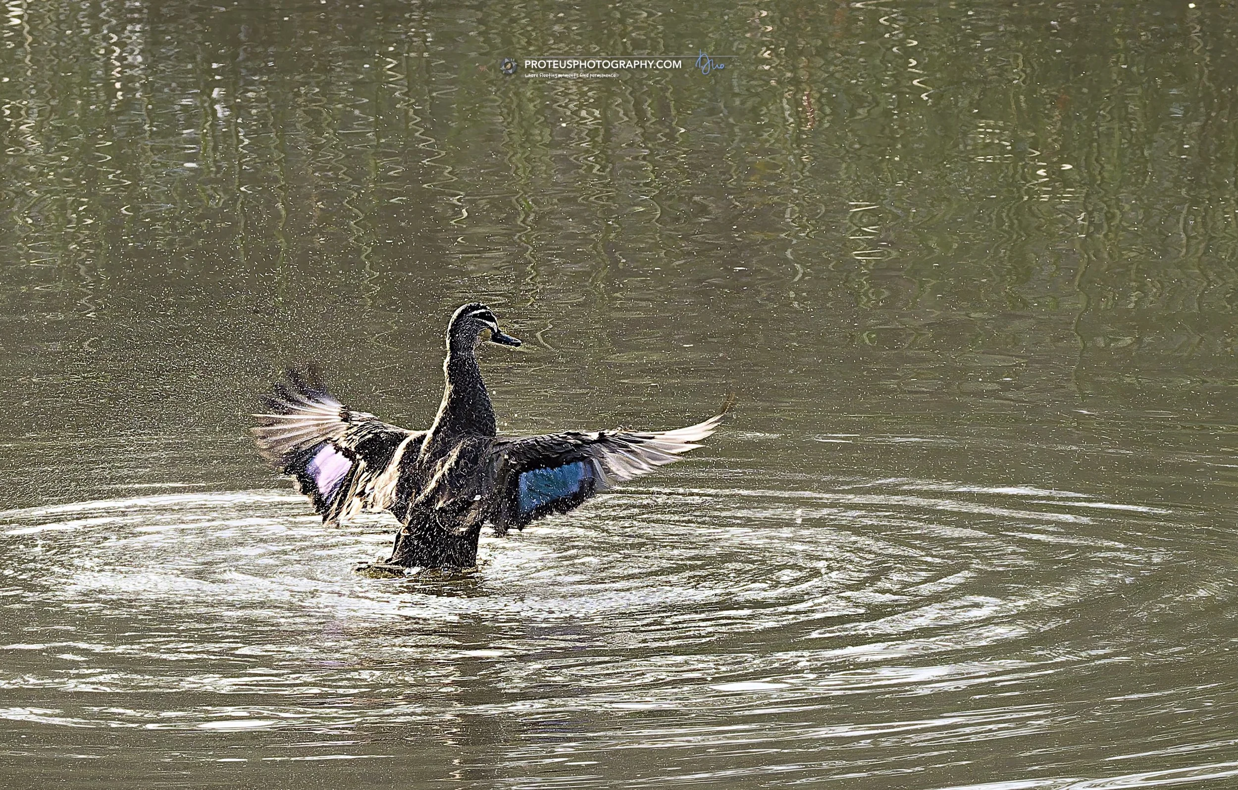 pacific black duck