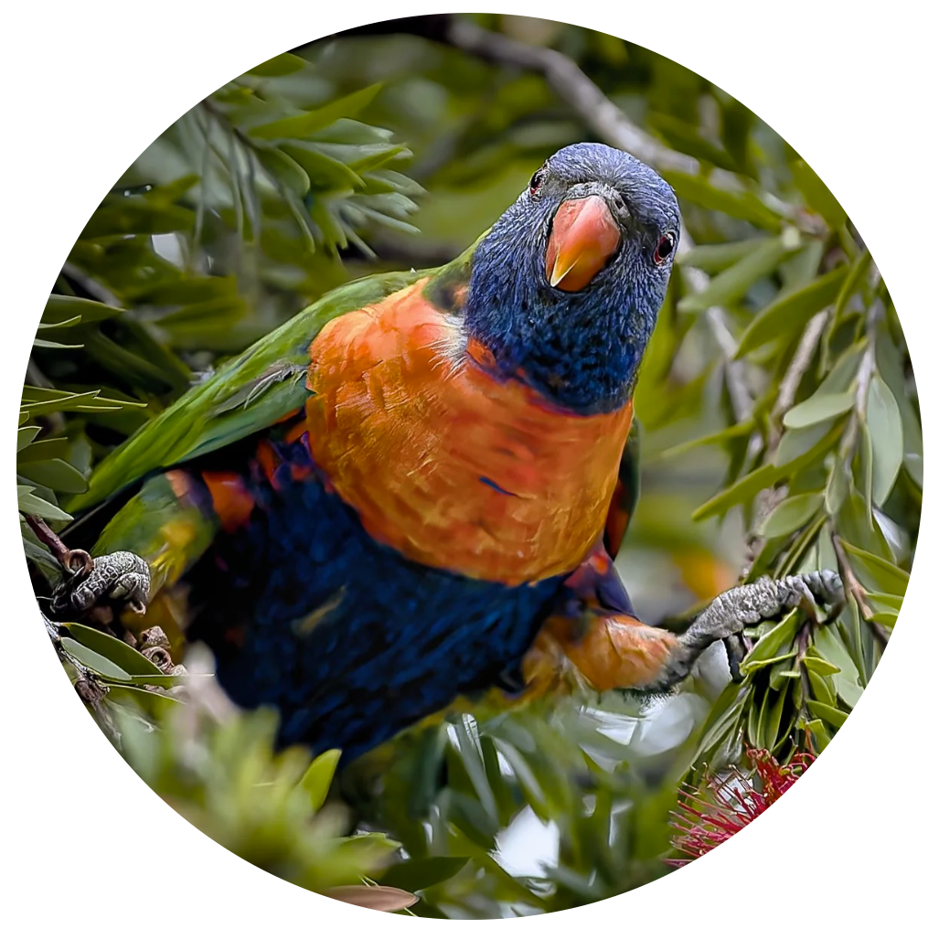 Colorful parrot perched on a branch with green foliage.