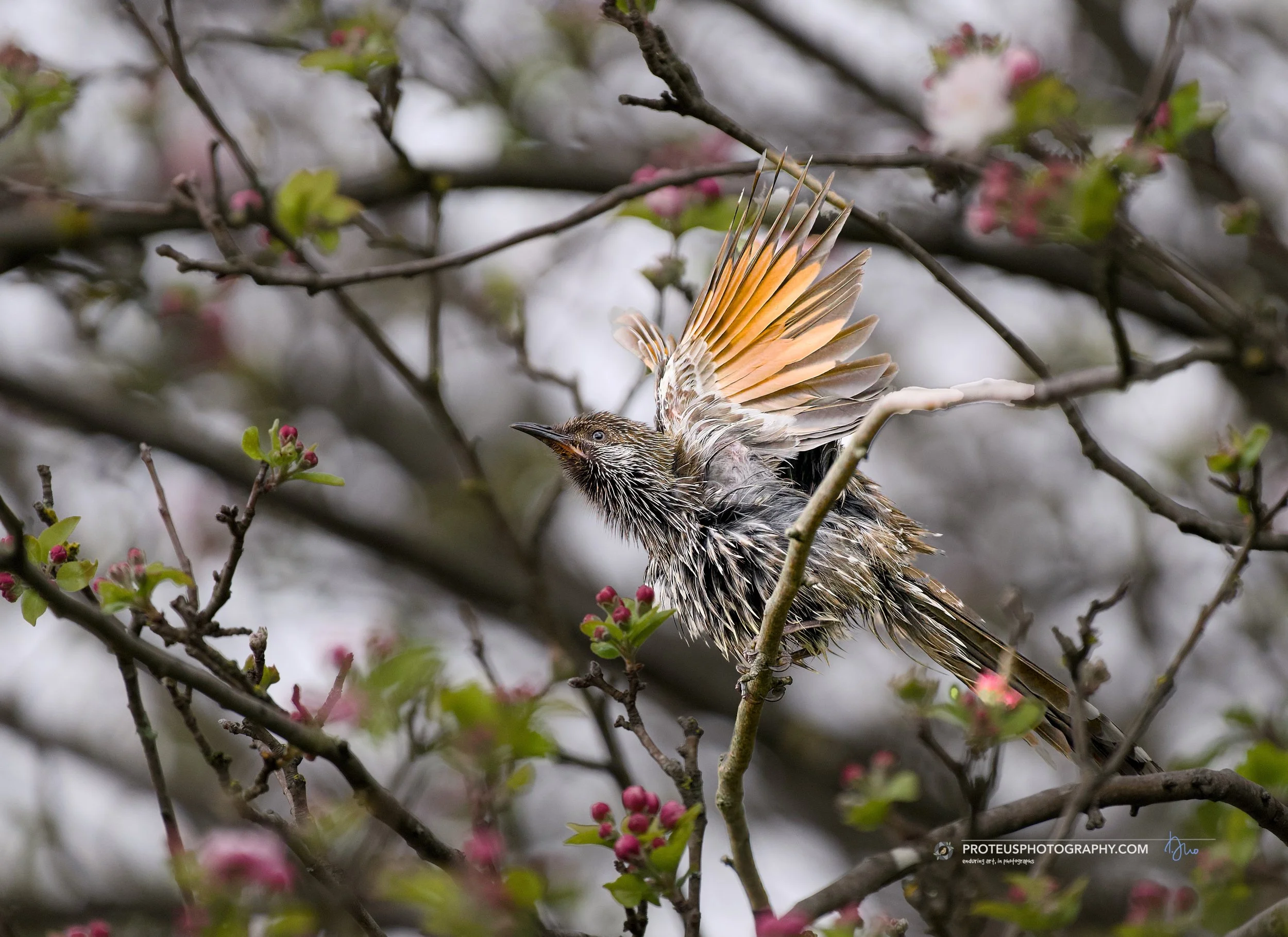 little wattlebird (anthochaera chrysoptera) preening
