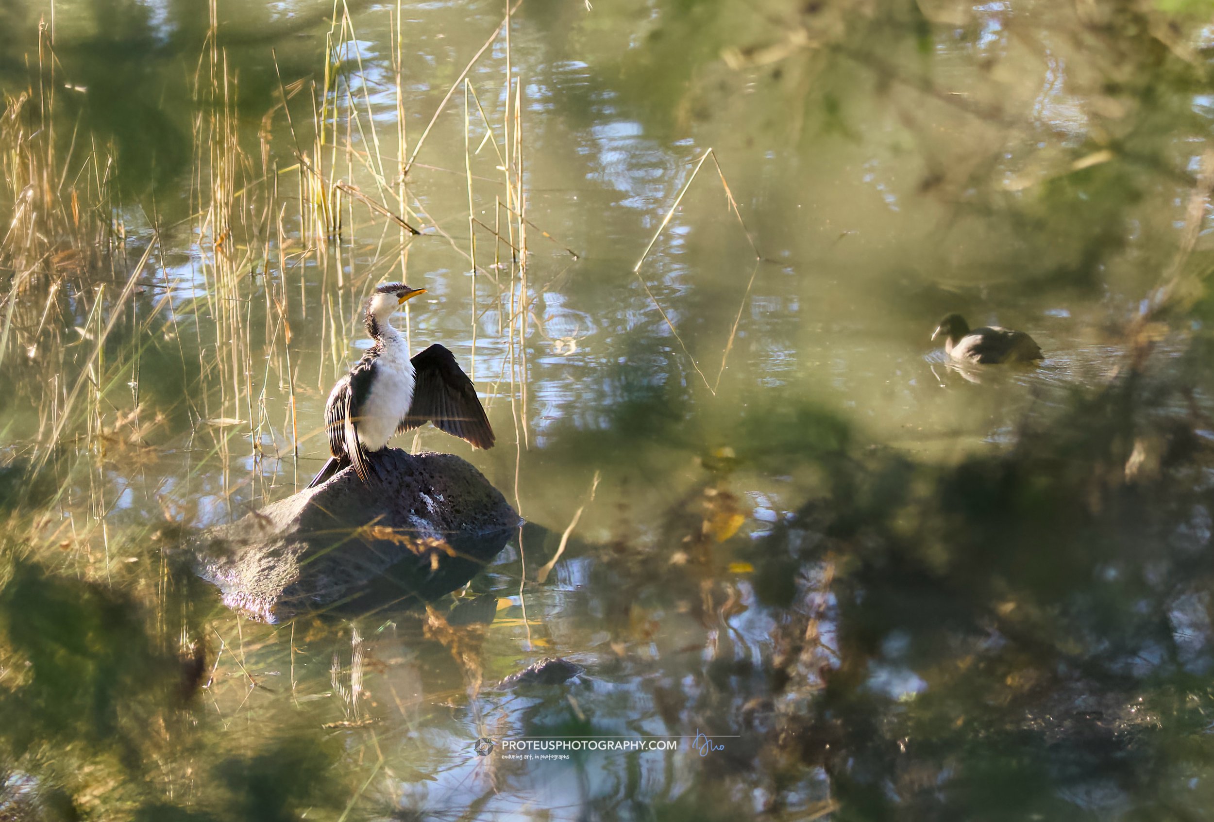 drying off after a swim - little pied cormorant, little shag or kawaupaka (Microcarbo melanoleucos)