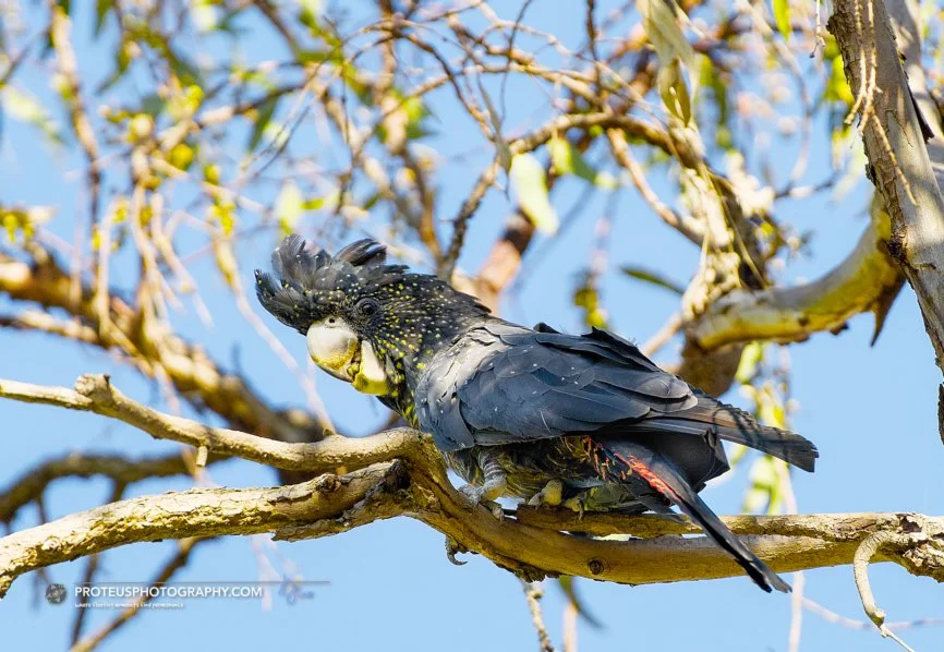 red-tailed black cockatoo (Calyptorhynchus banksii)