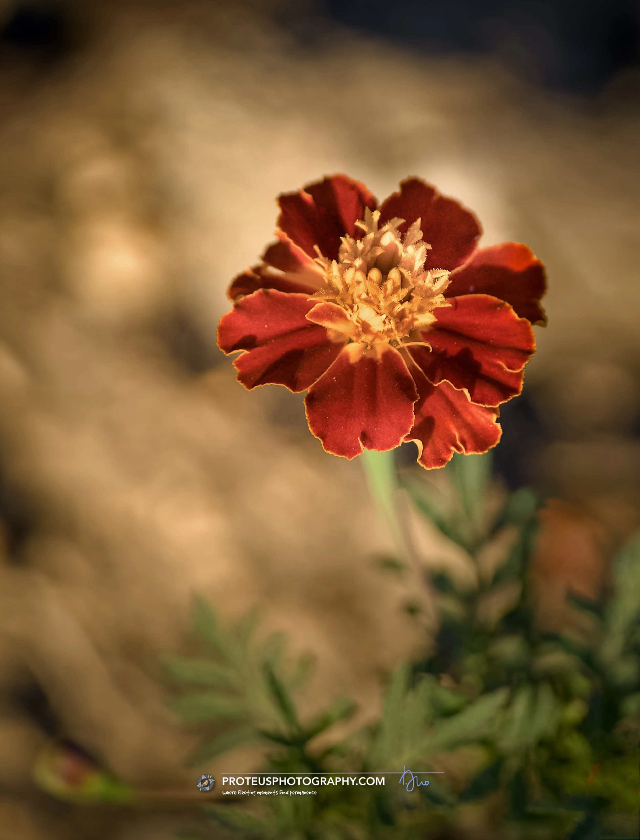 french marigold (tagetes patula)