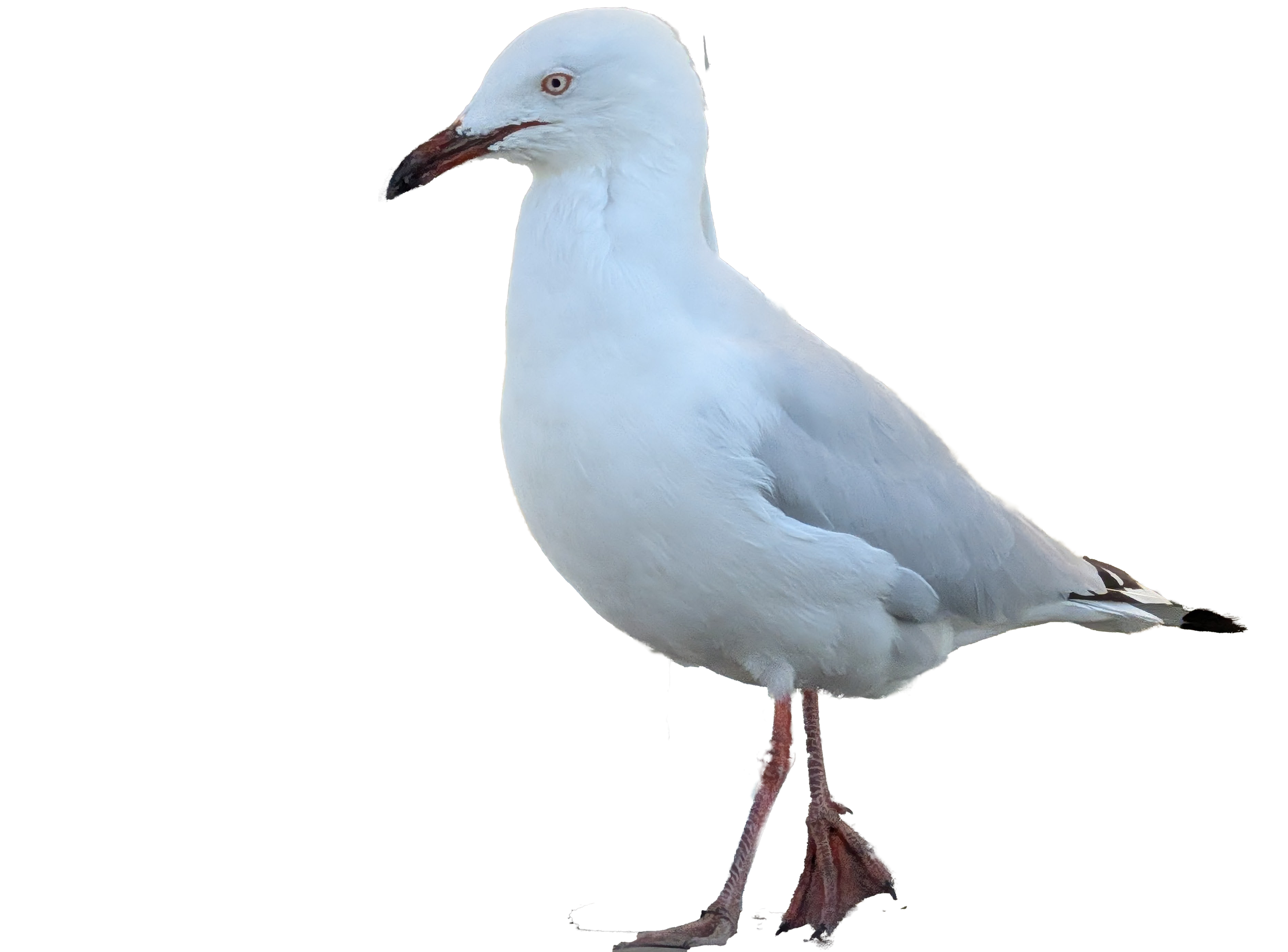 A white seagull standing on its legs with its head turned to the left side of the image.
