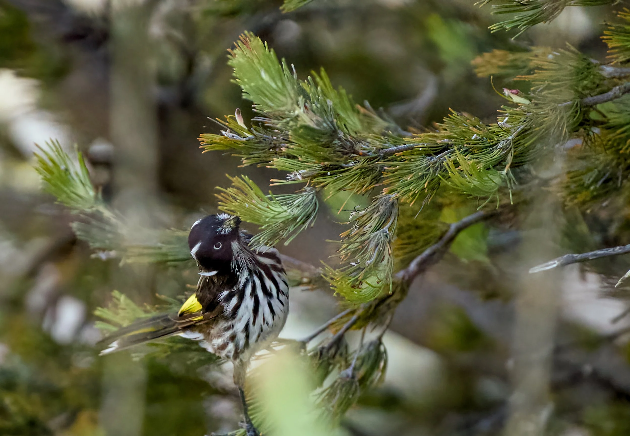 new holland honeyeater (ohylidonyris novaehollandiae)