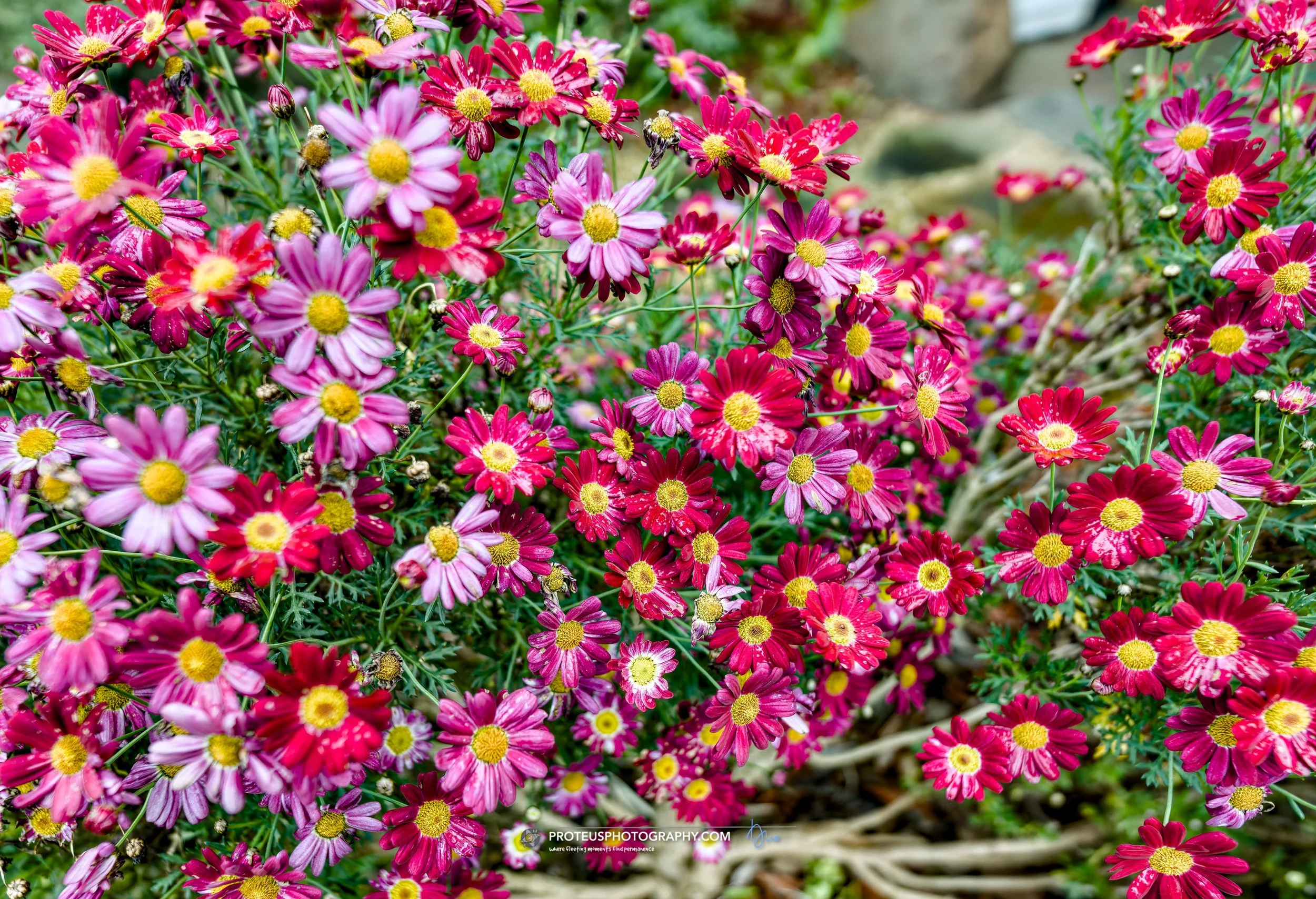 marguerite daisy or paris daisy (argyranthemum frutescens)