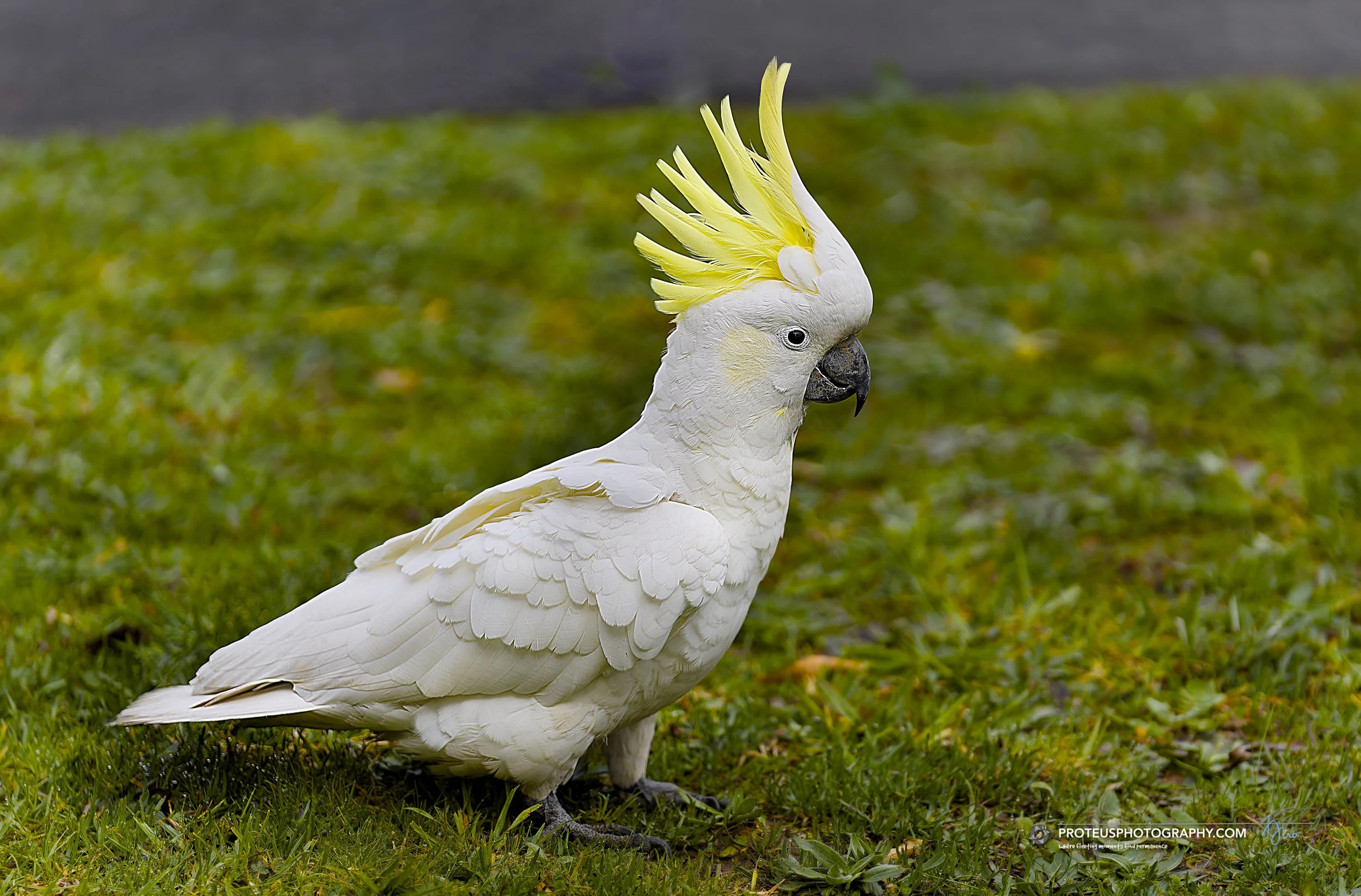 A white cockatoo with bright yellow crest feathers standing on green grass.