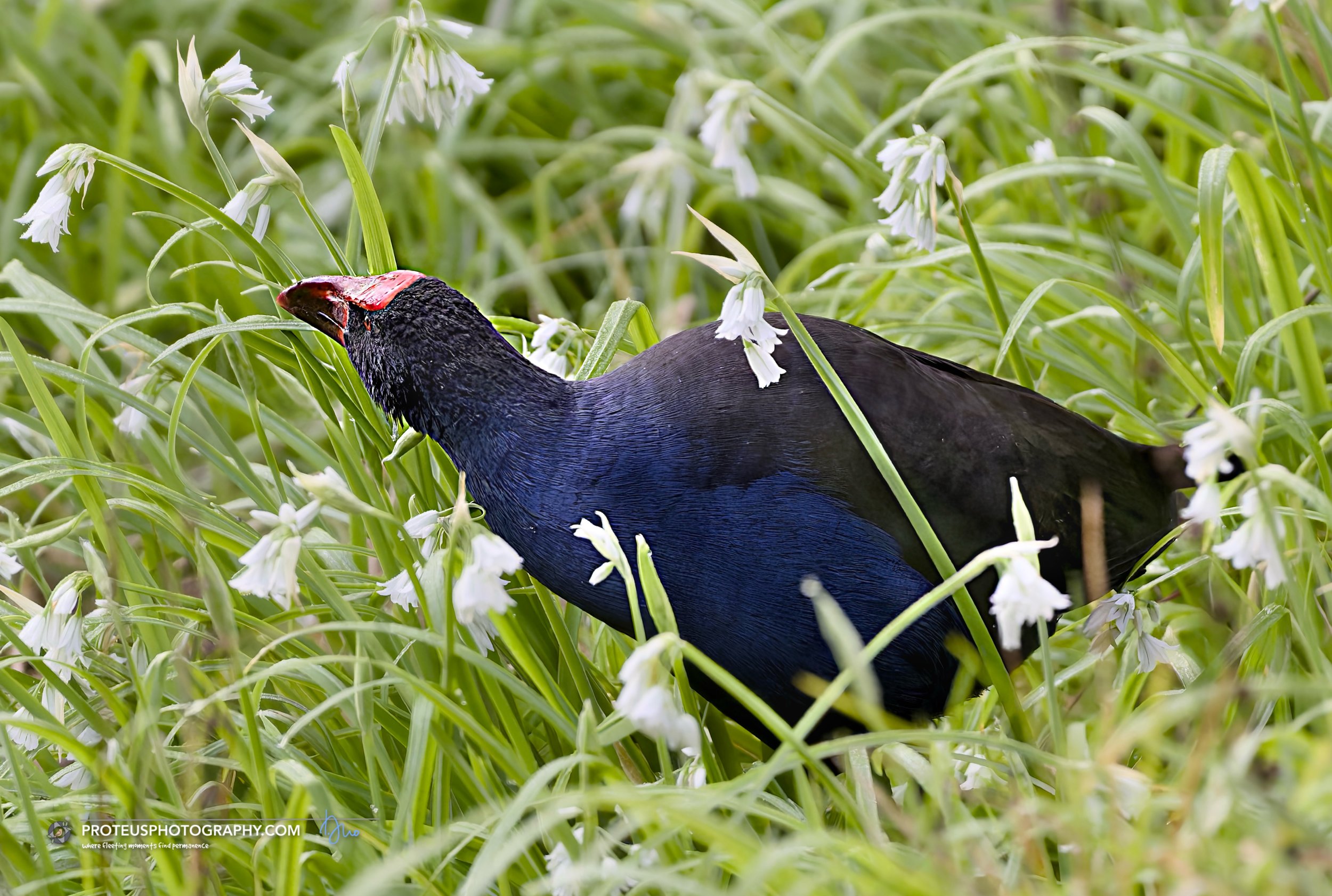 swamphen (porphyrio melanotus), or pūkeko in NZ