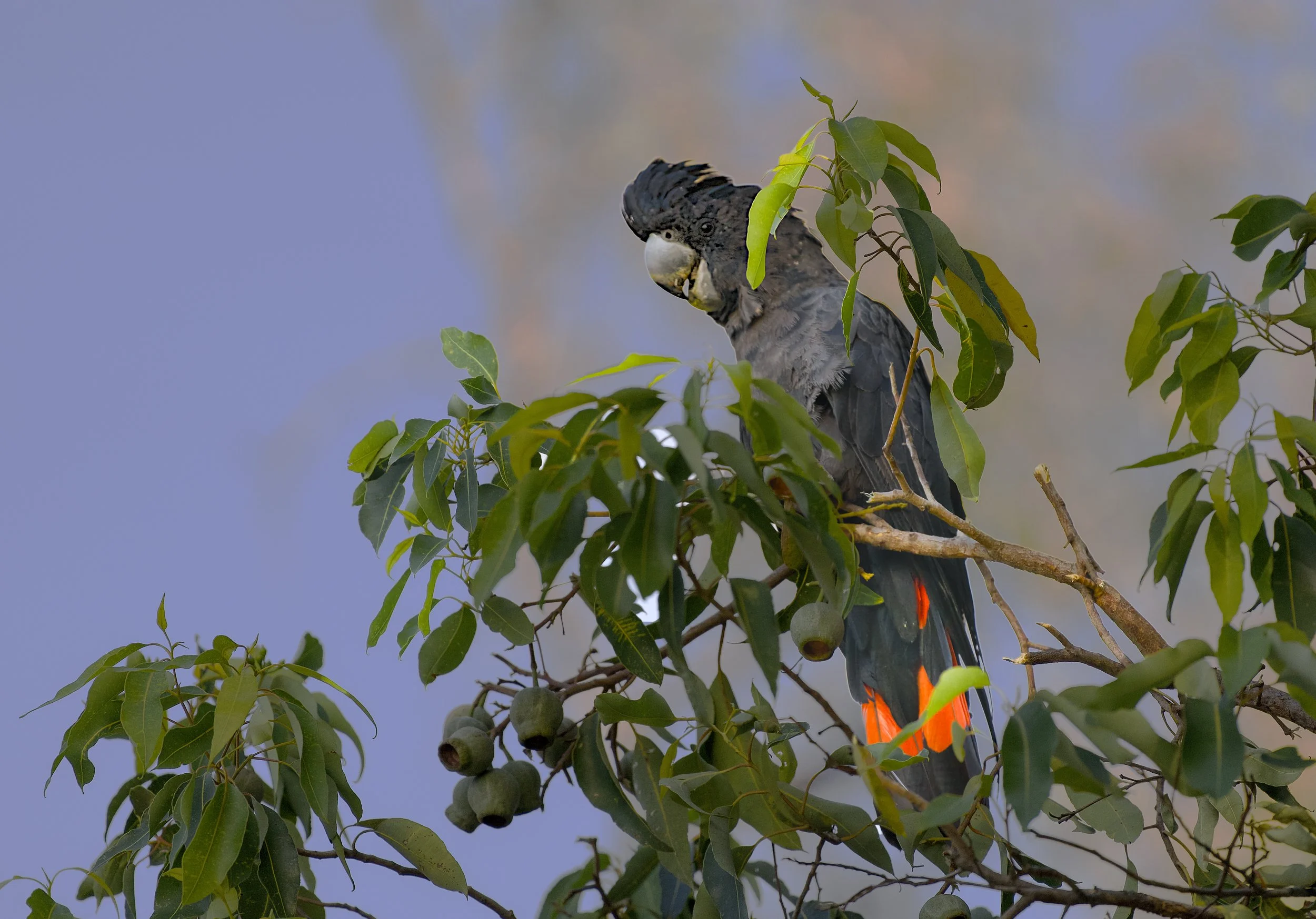 red tailed black cockatoo (male)