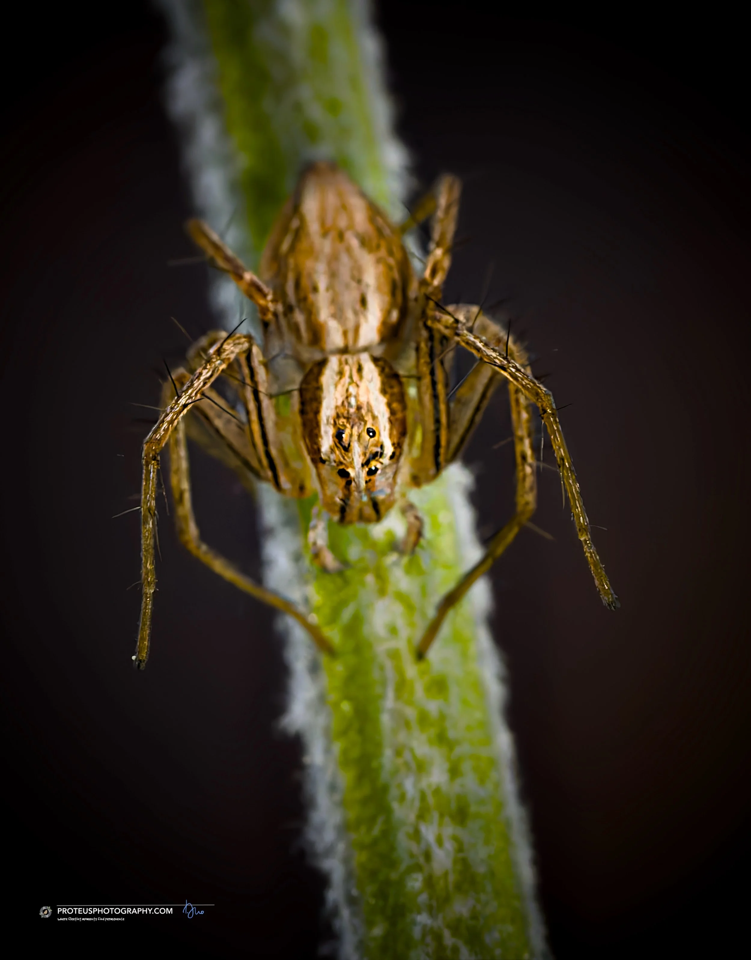 Lynx spider (Oxyopidae) waiting
