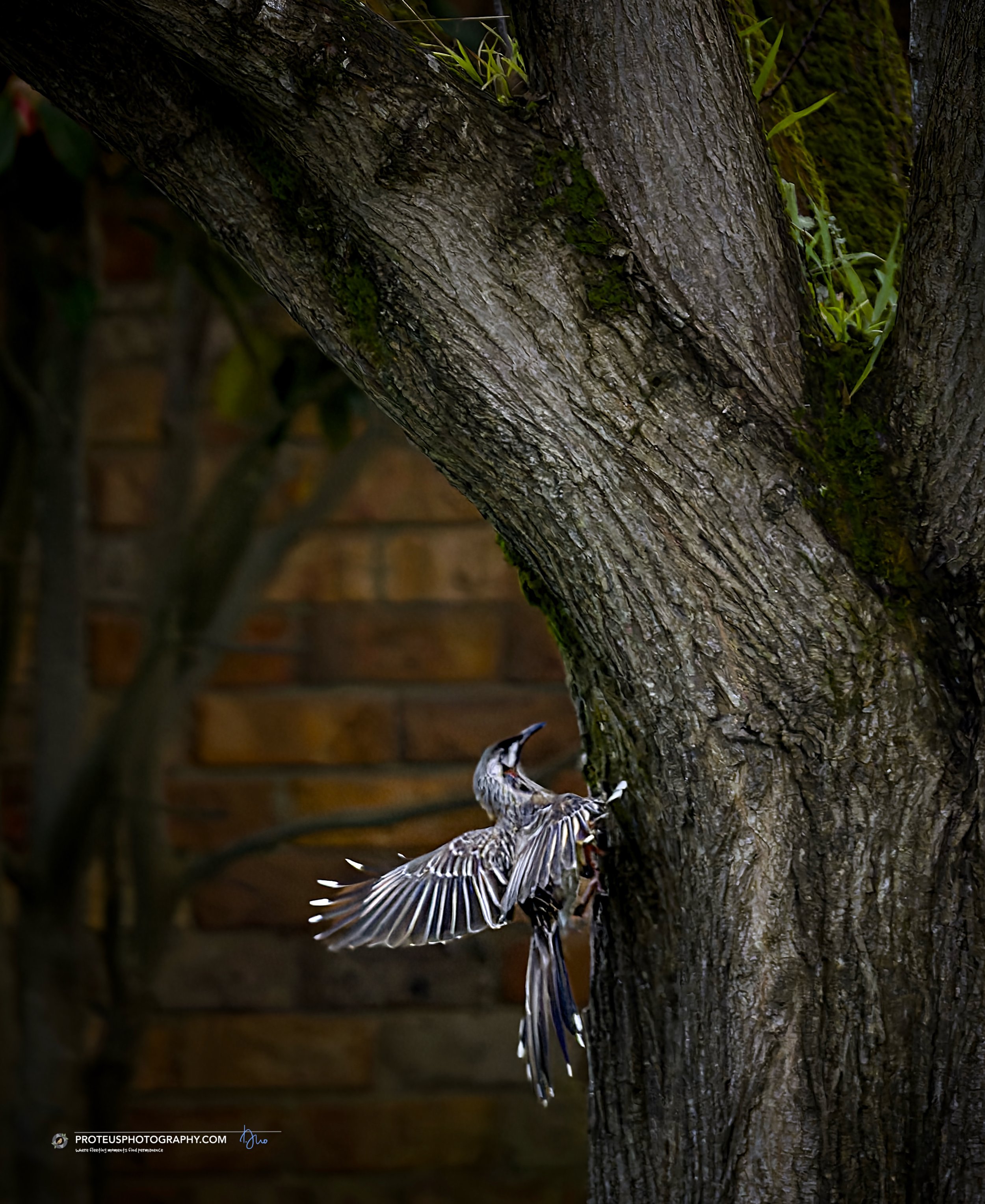 Red Wattlebird (Anthochaera carunculata) 