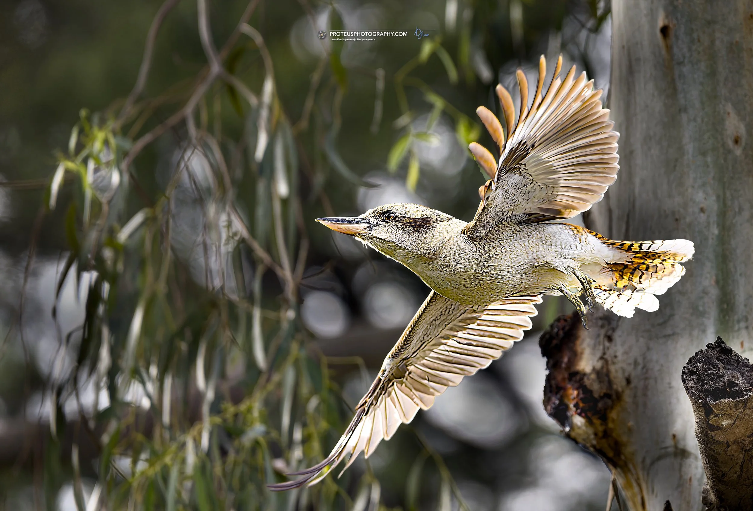 kookaburra