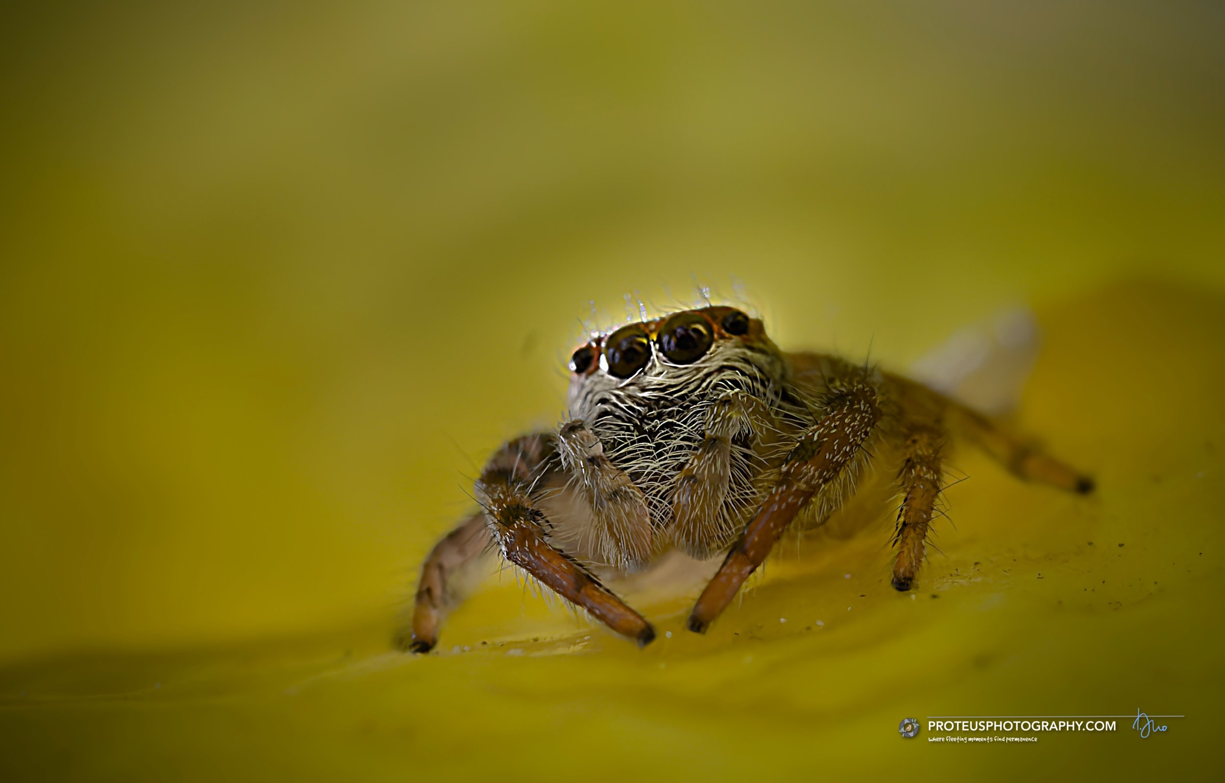 White-banded House Jumping Spider (Maratus griseus), part of the jumping spider family Salticidae.