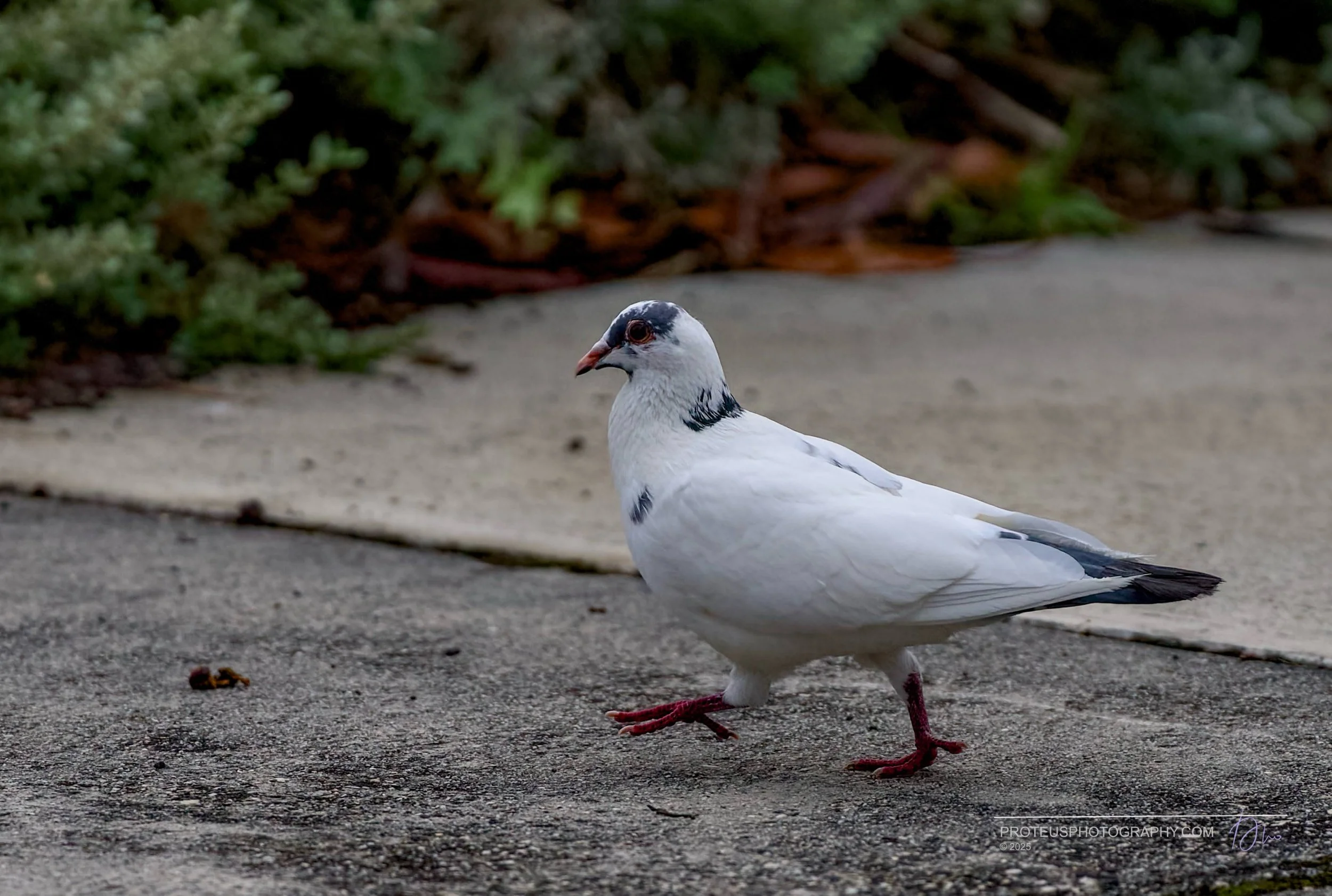 on her way, purposefully, is this feral piegon