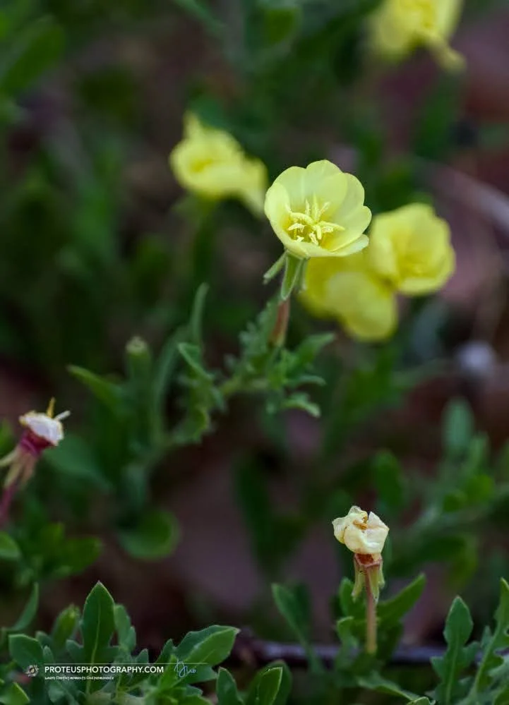 cutleaf evening primrose (oenothera laciniata)