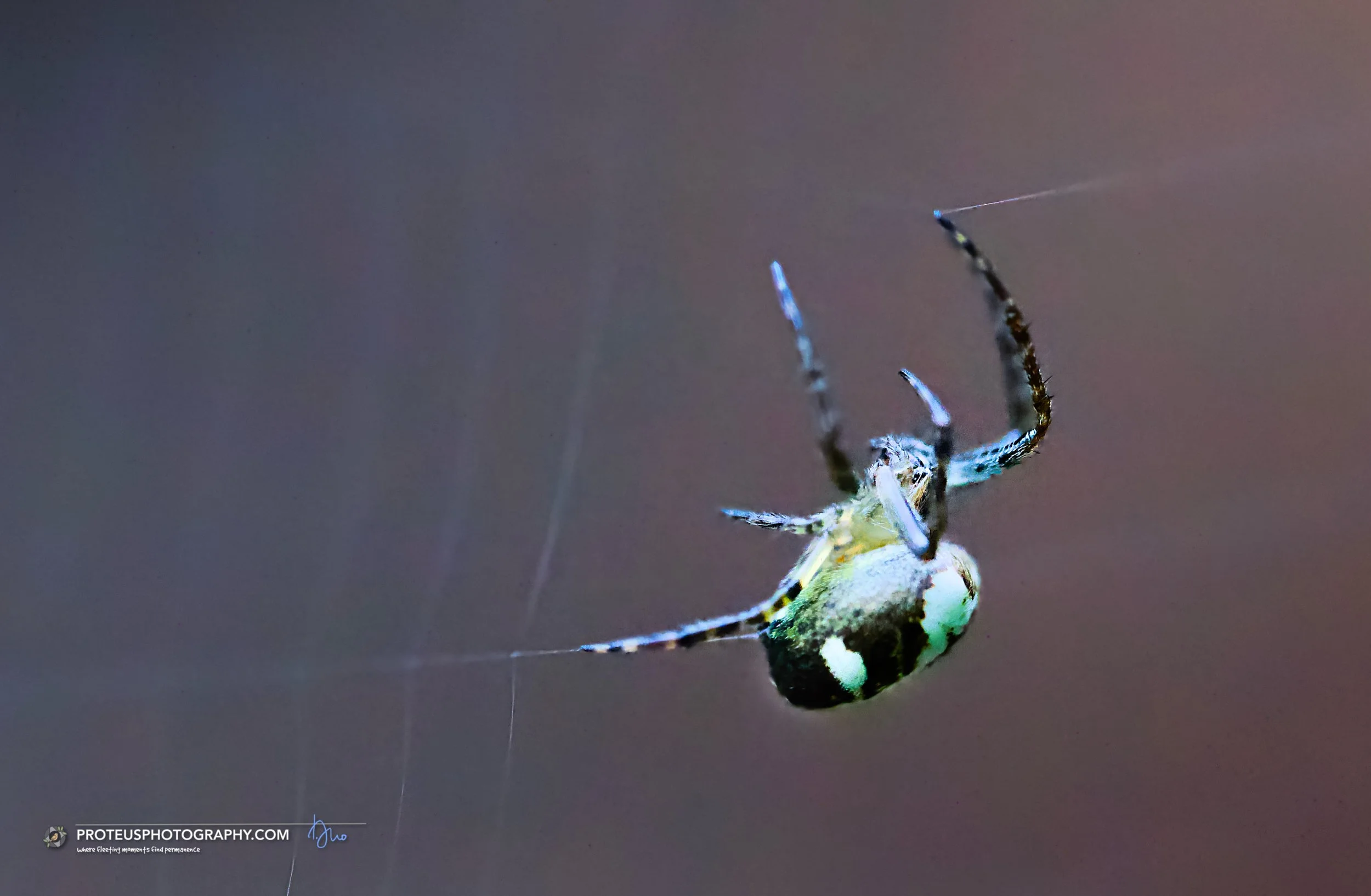 Enamelled Spider (Plebs bradleyi), also known by the synonym Araneus bradleyi.