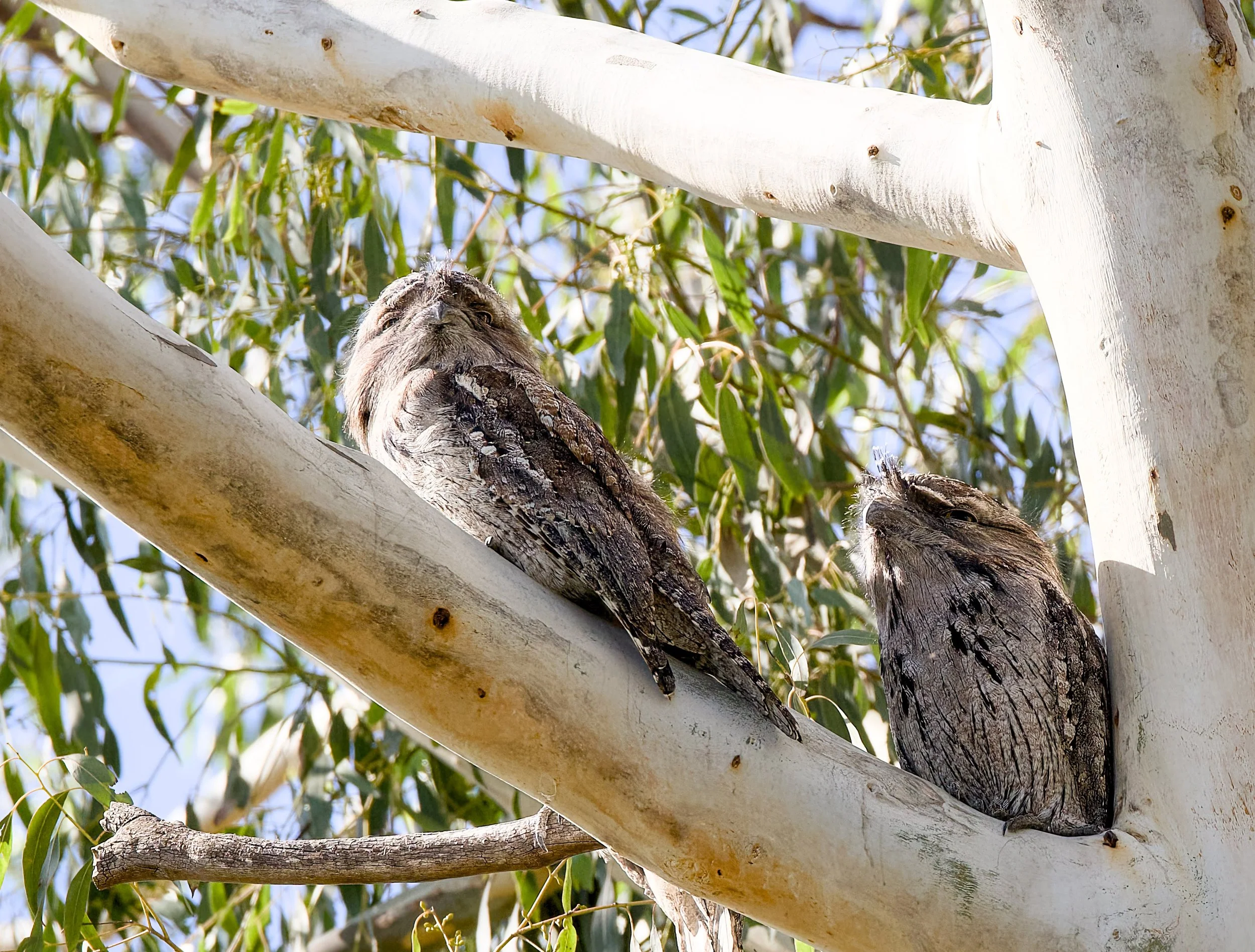 tawny frogmouth (Podargus strigoides) 