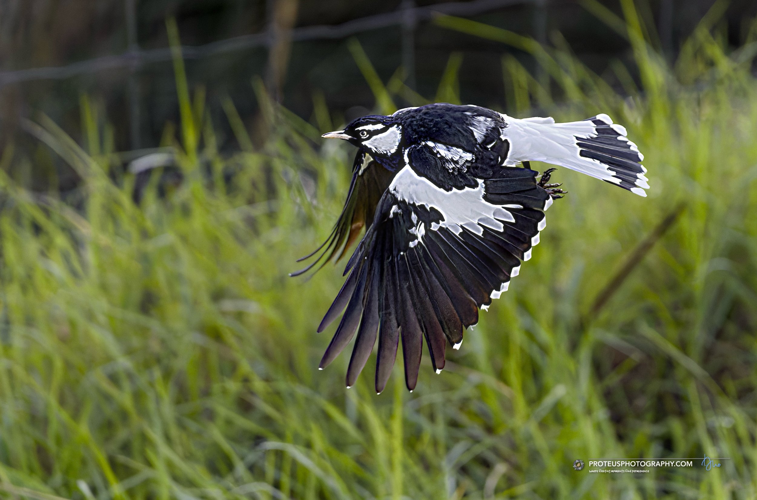 magpie lark in flight
