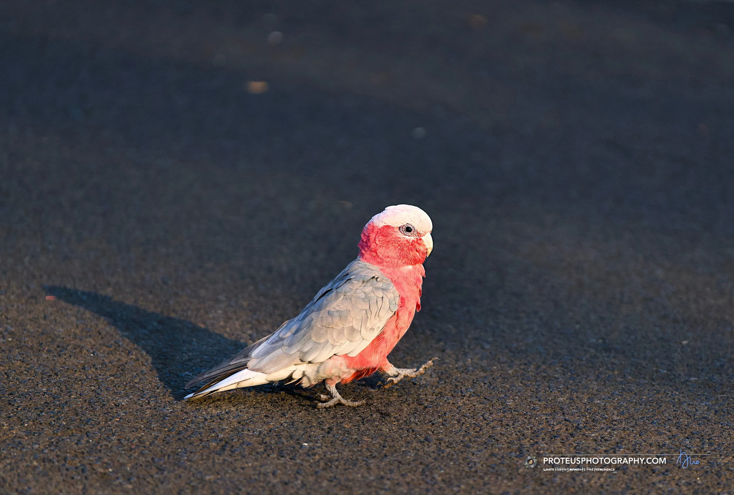 A pink and grey bird standing on black sand beach with dark ocean water in the background.