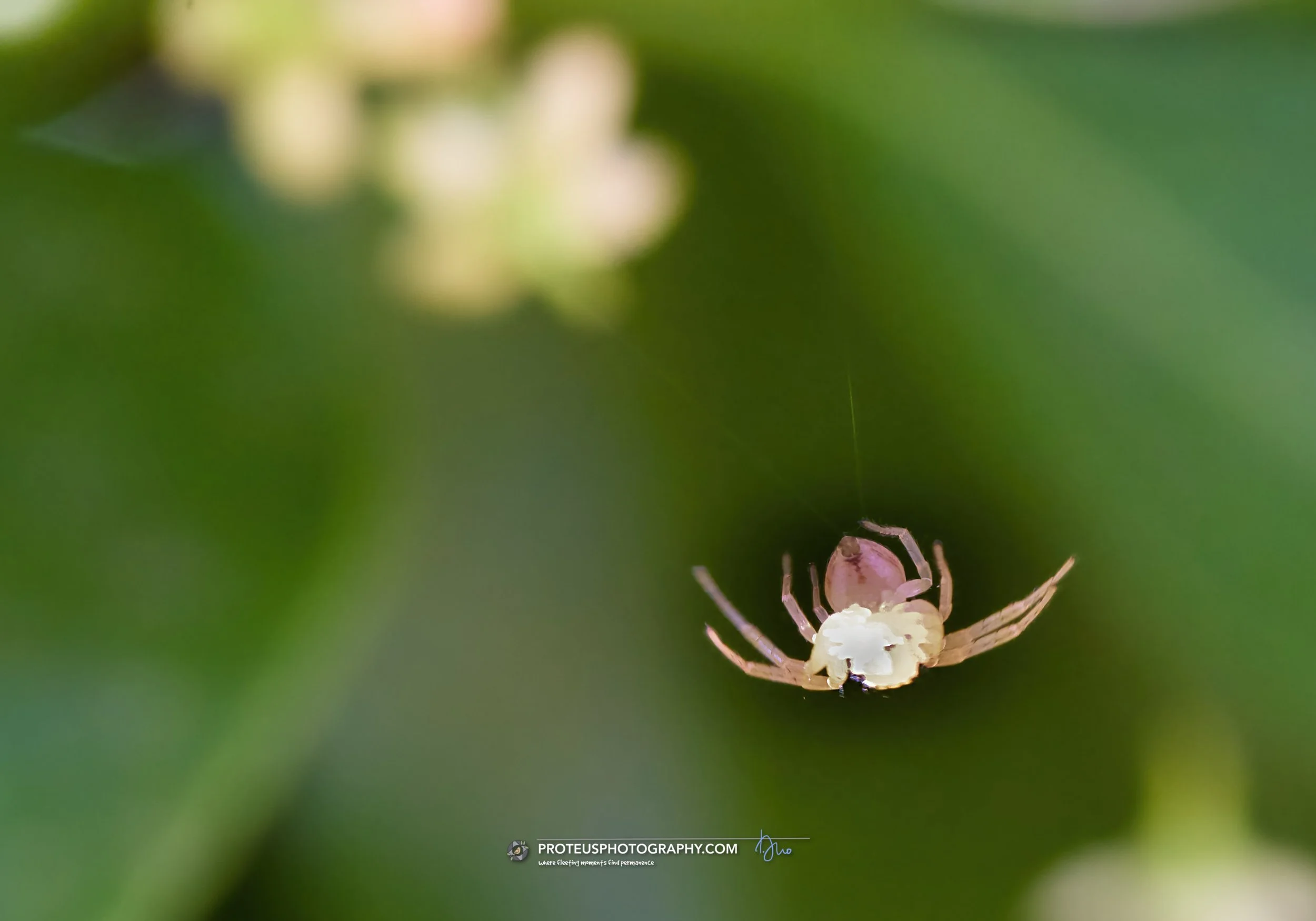 with an ability to change colour to match its surroundings is the flower crab spider (misumena vatia), or the goldenrod crab spider 
