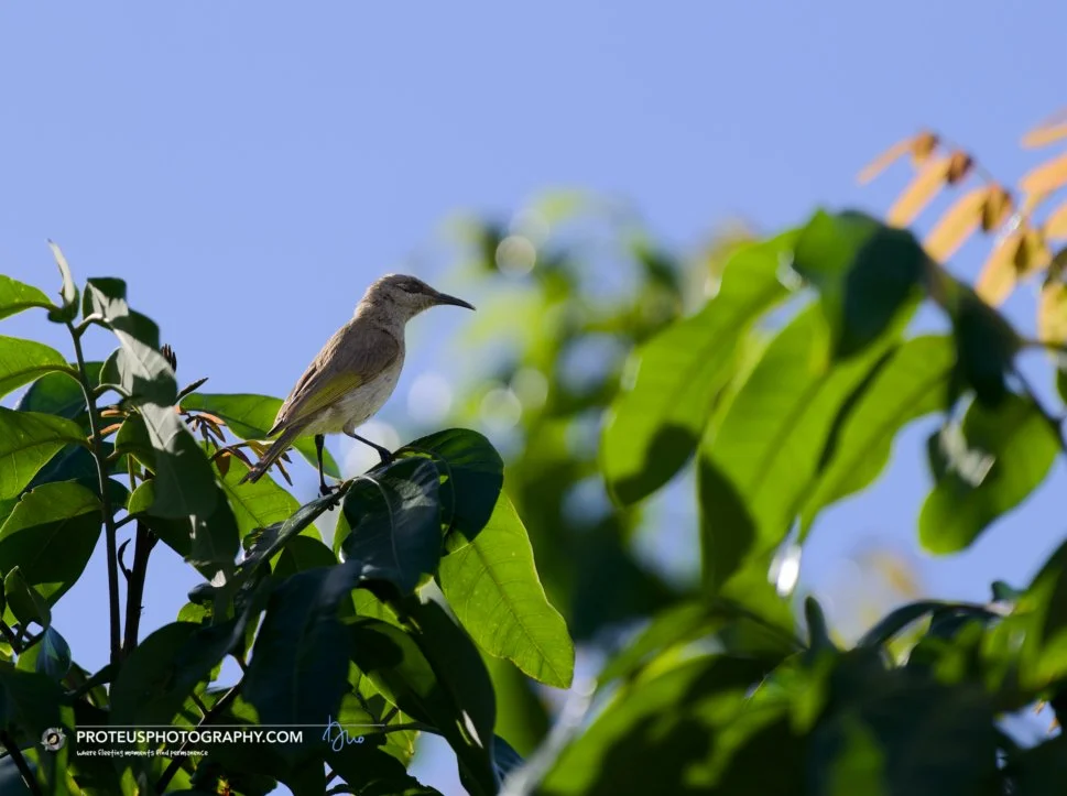A small bird perched on a leafy branch against a blue sky.