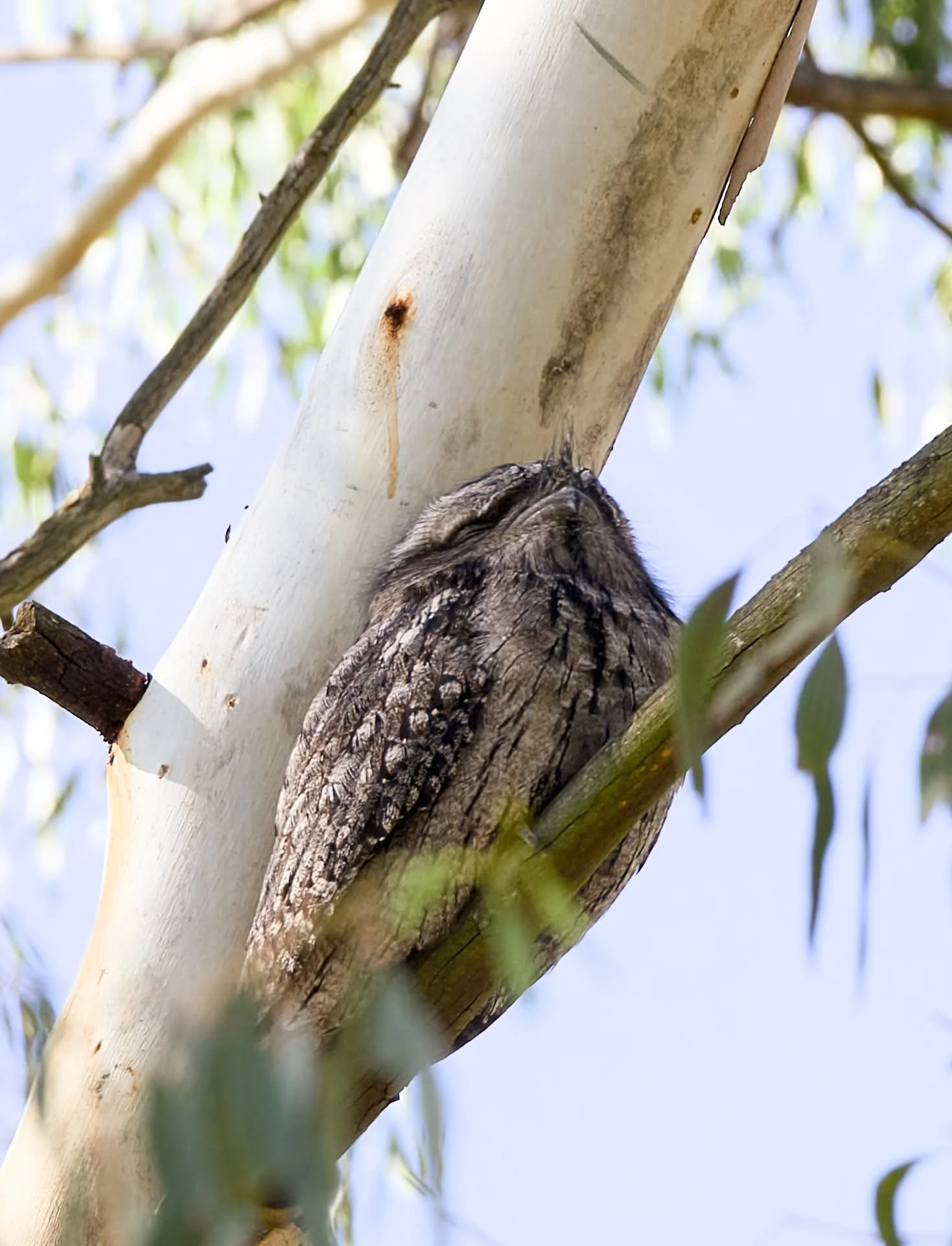 tawny frogmouth (Podargus strigoides) 