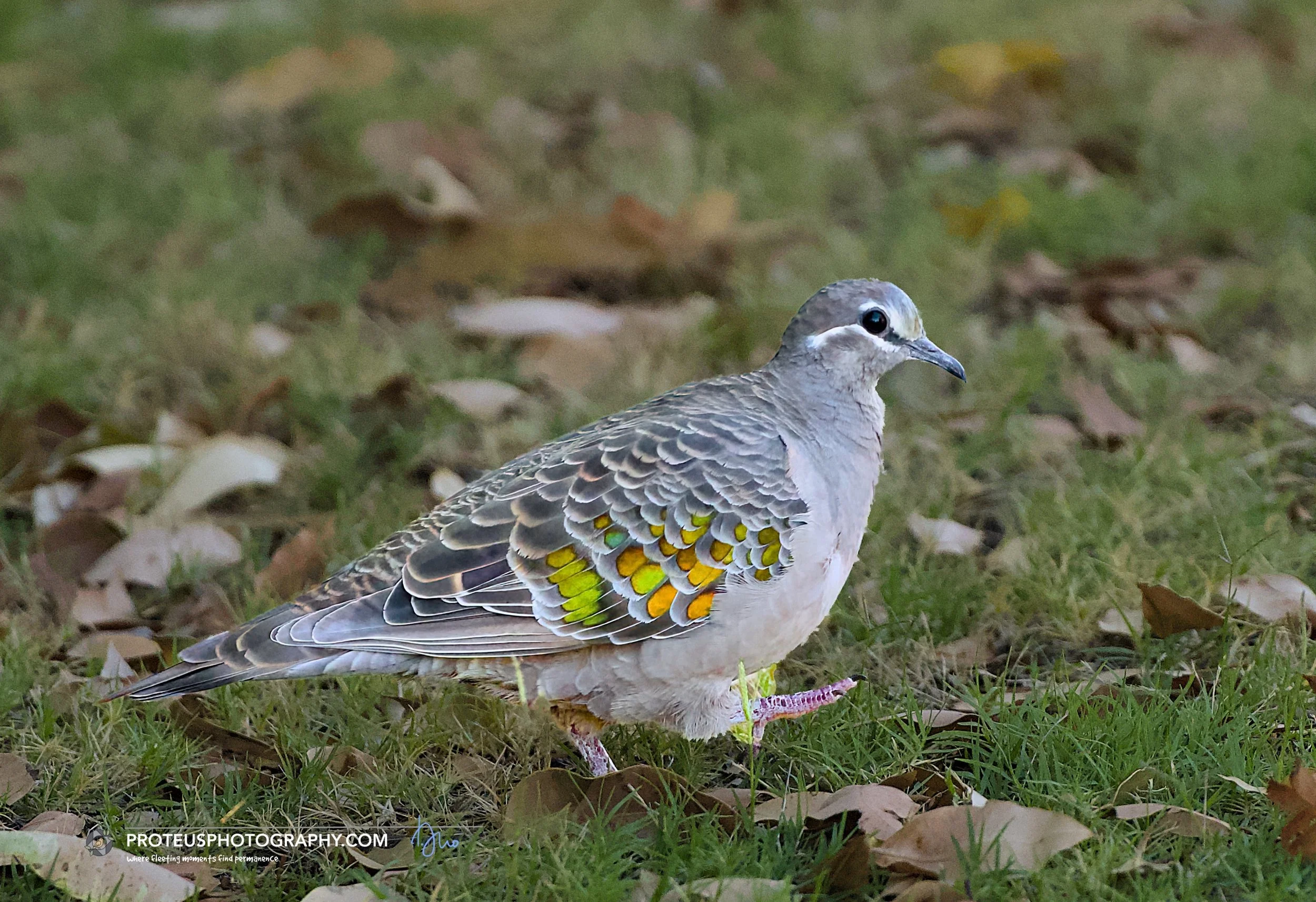 just browsin' - is the common bronzewing pigeon (phaps chalcoptera)