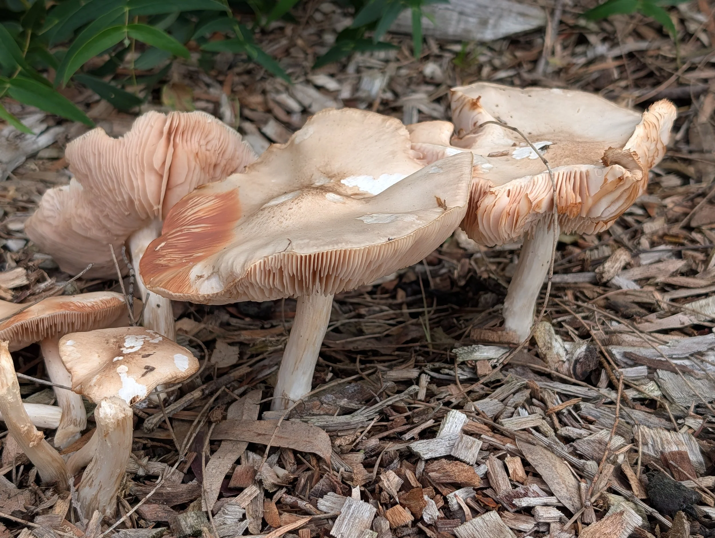  Deer Shield Mushroom (Pluteus cervinus)