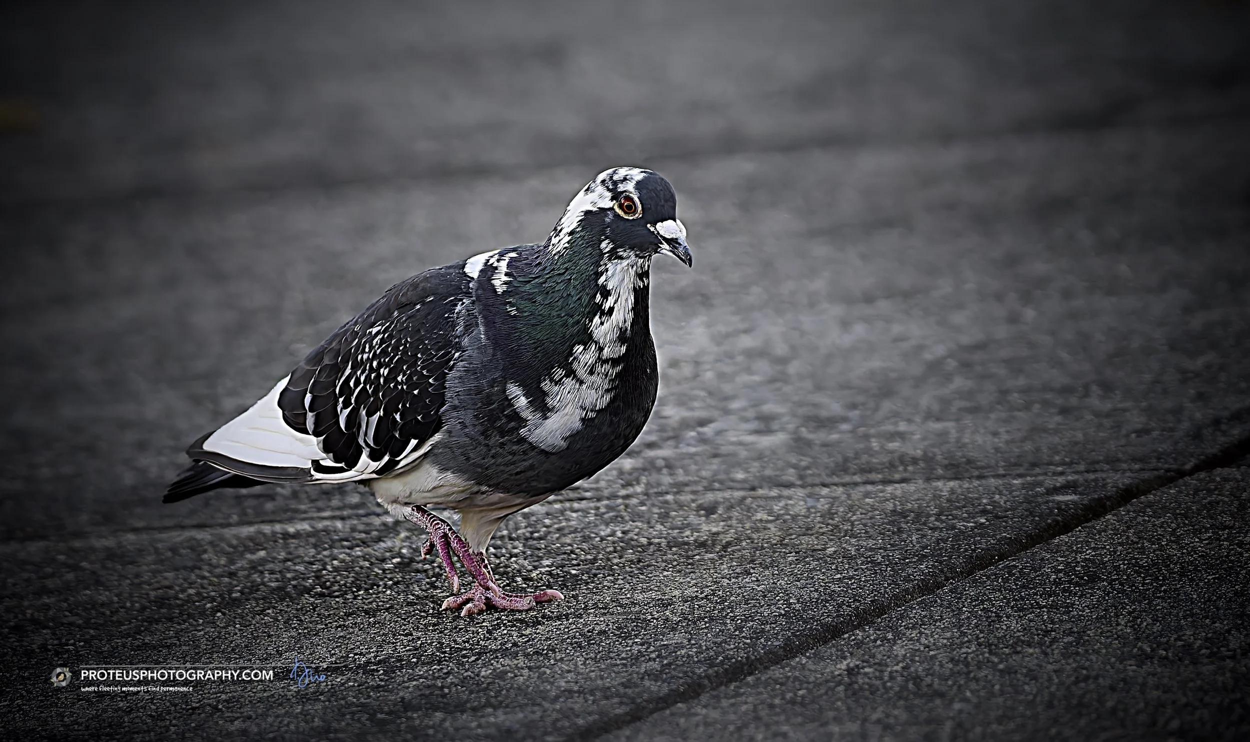 feral pigeon (Columba livia) on its morning stroll