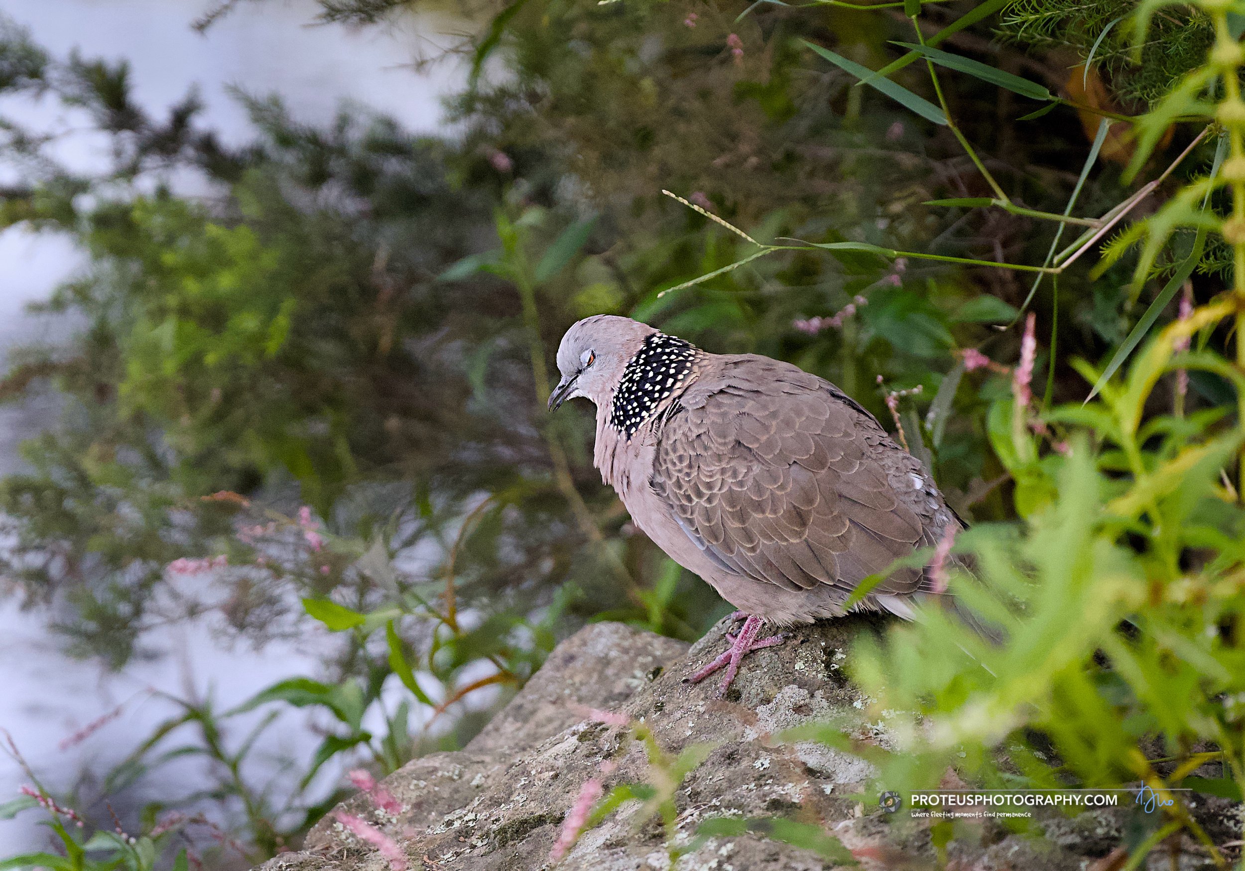 Spotted Dove (Spilopelia chinensis)